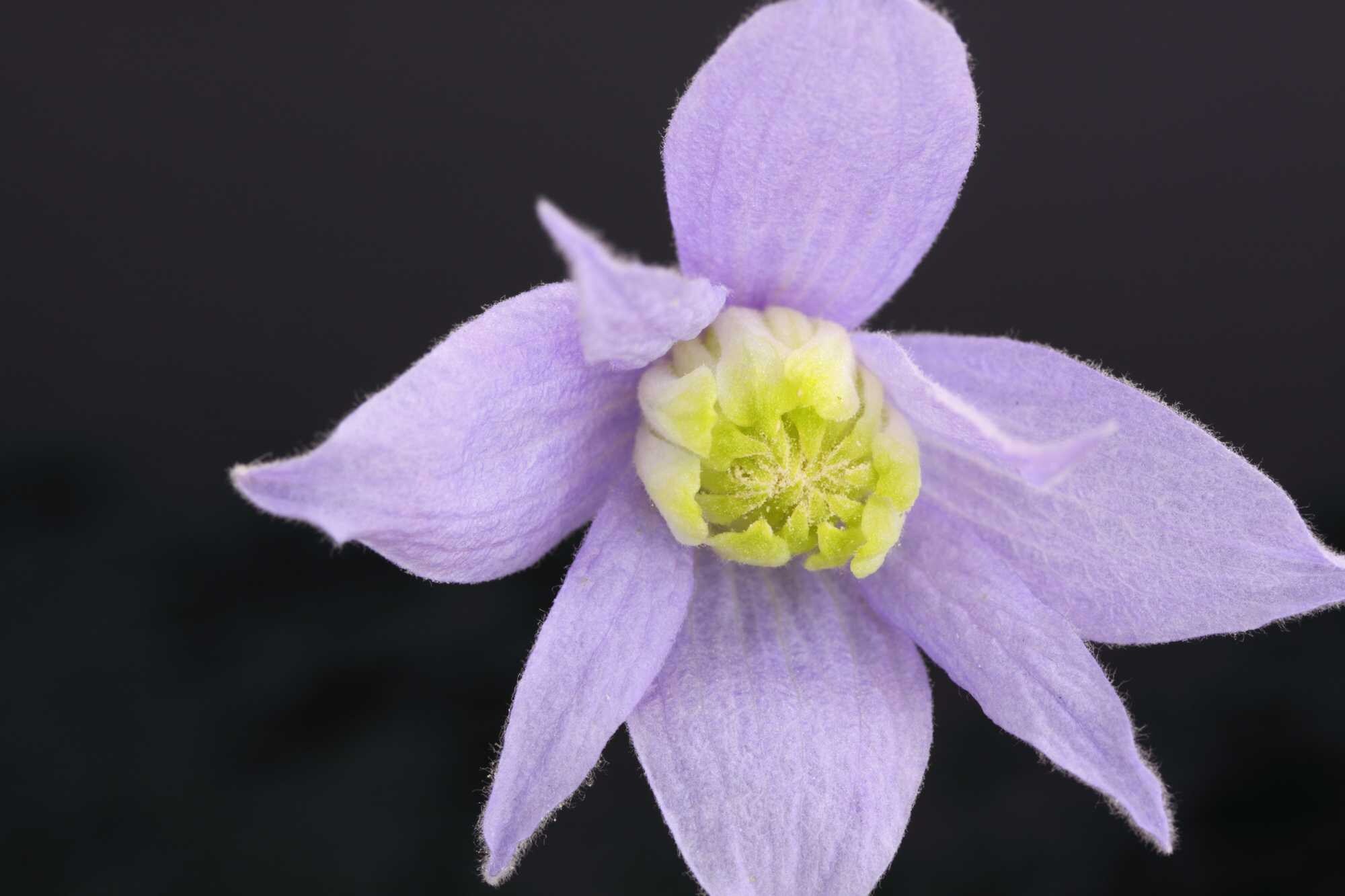 beeld vtwonen Shutterstock / mitzy