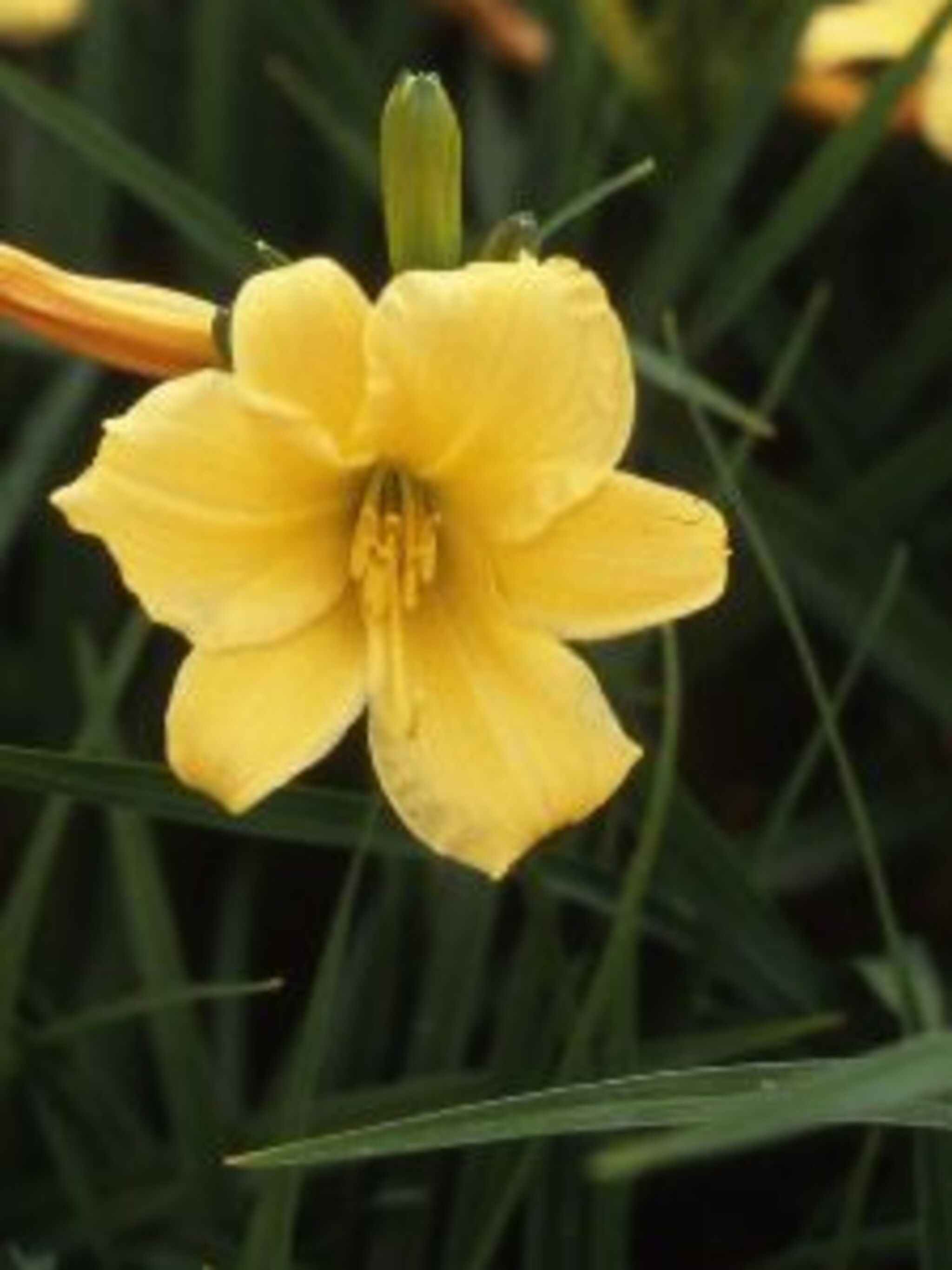 daglelie stella de oro
