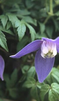 clematis-frances-rivis