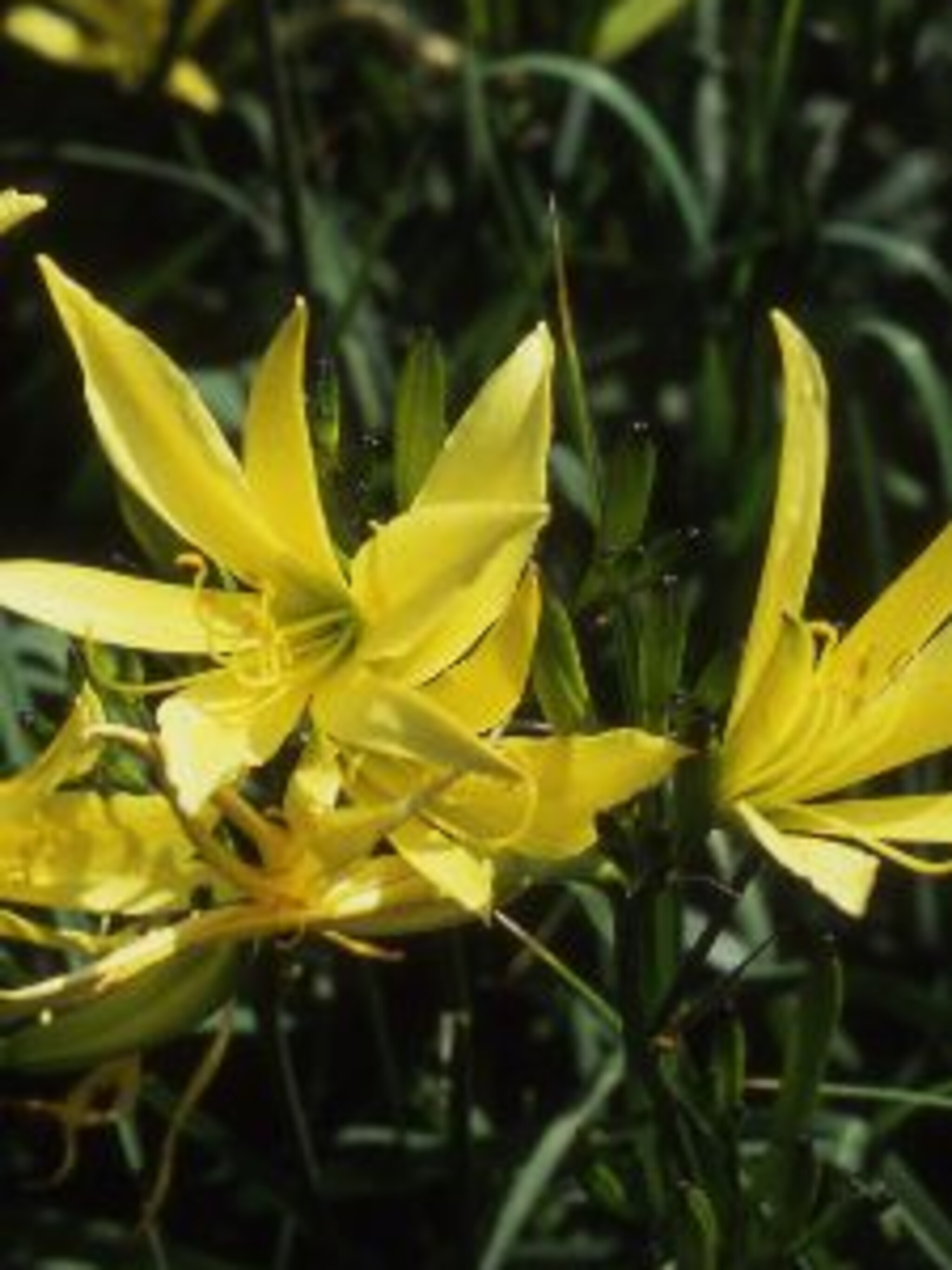 daglelie hemerocallis citrina
