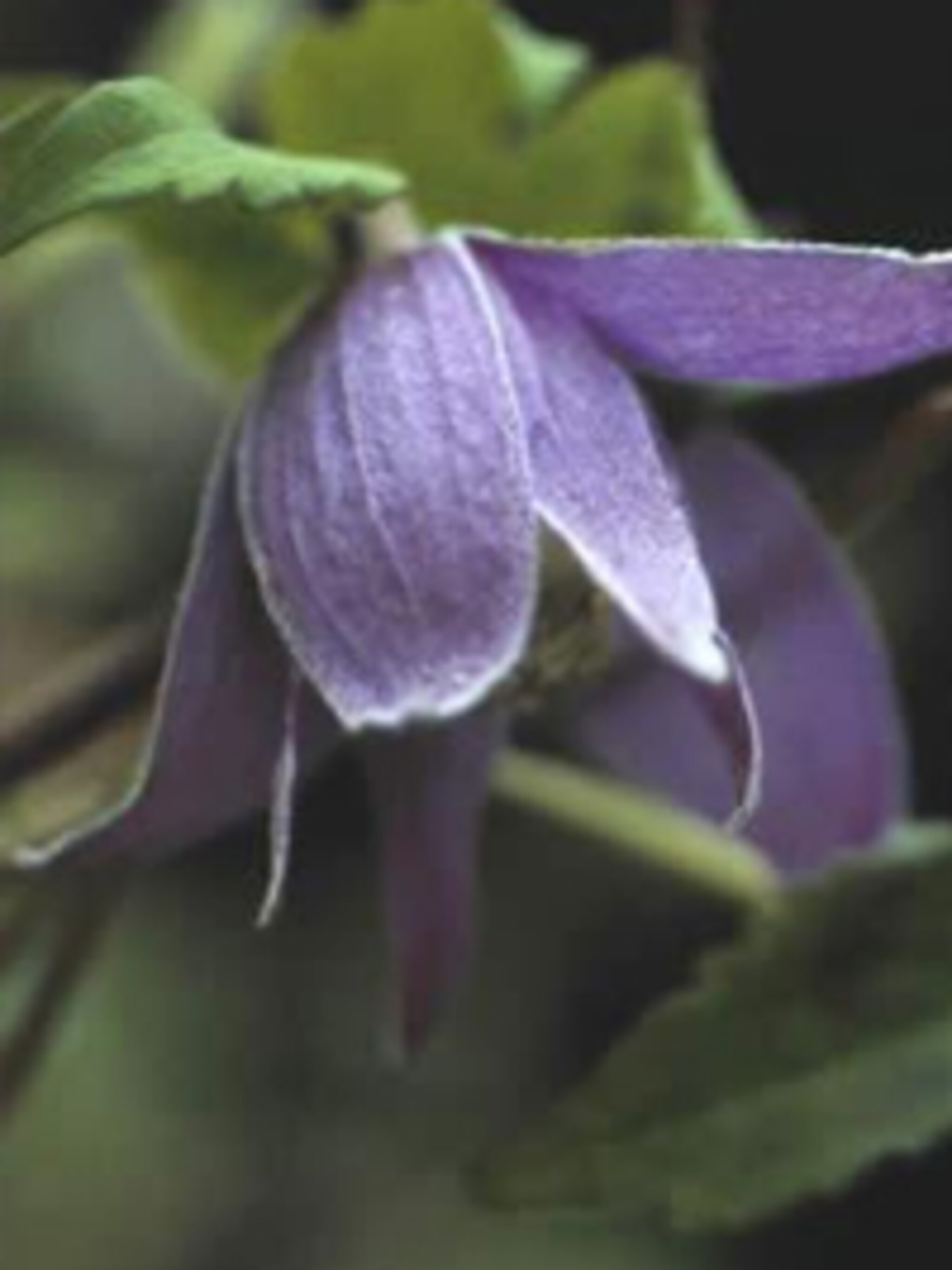 clematis clematis aplina