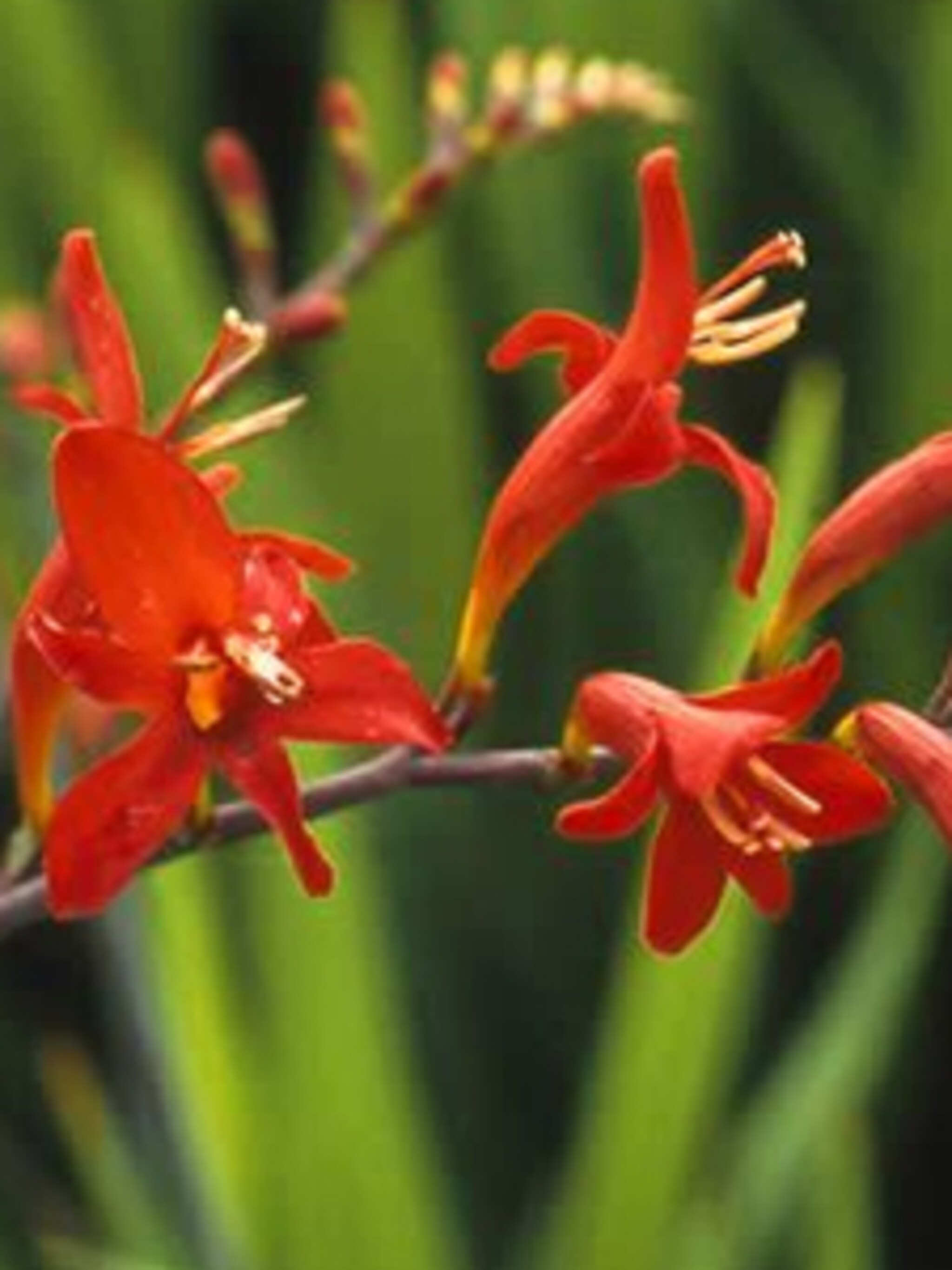 montbretia lucifer
