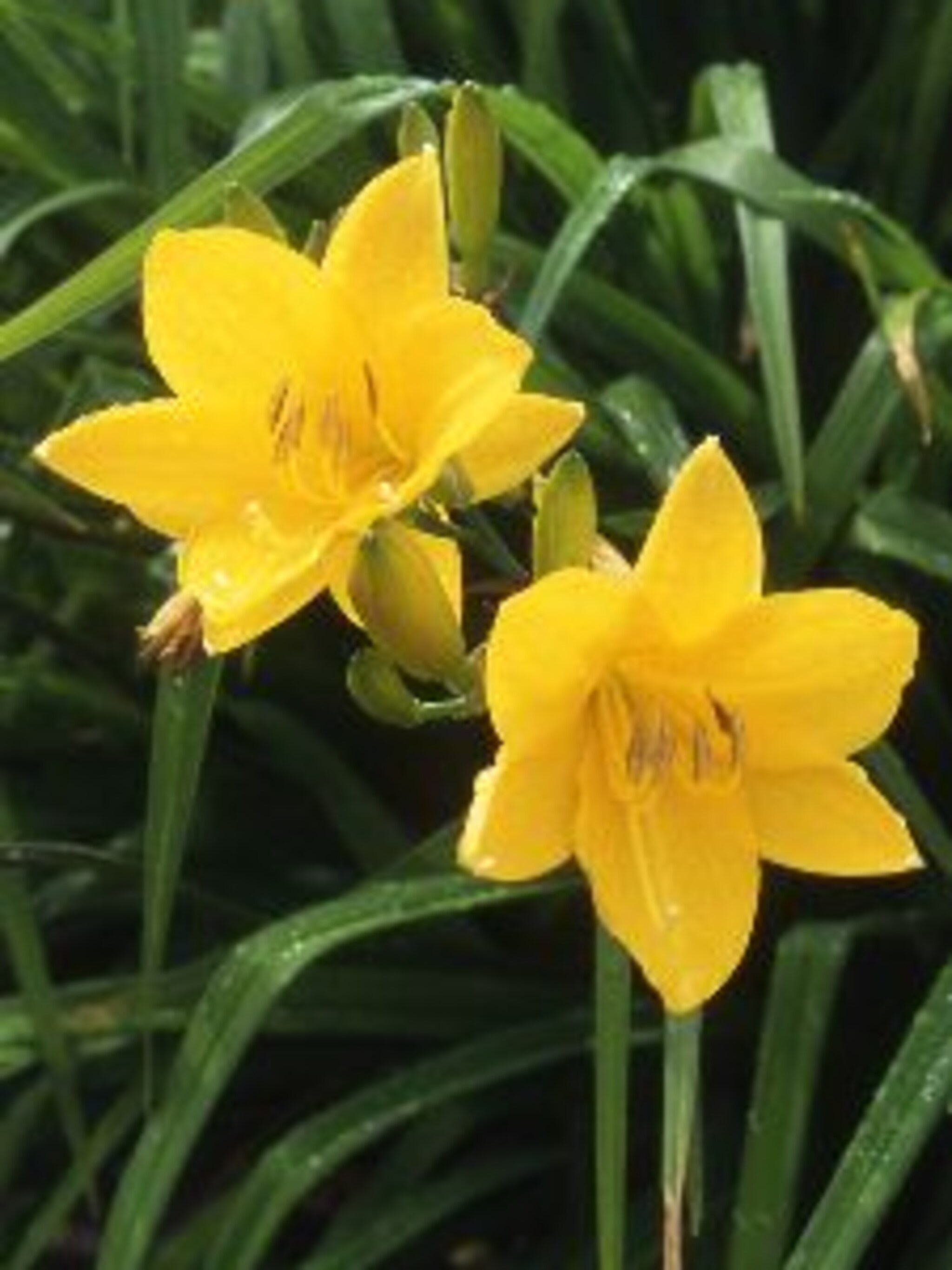 daglelie middendorffii