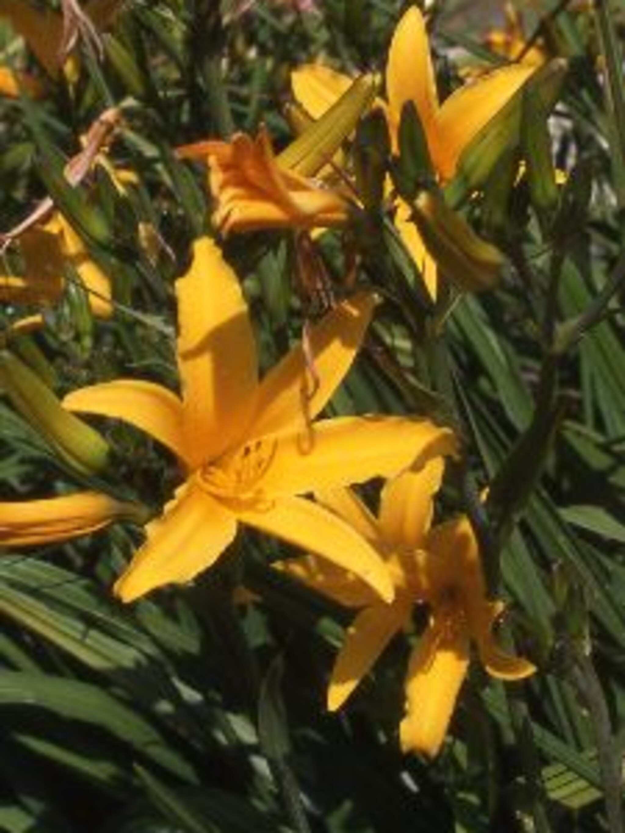daglelie hemerocallis lilioasphodelus
