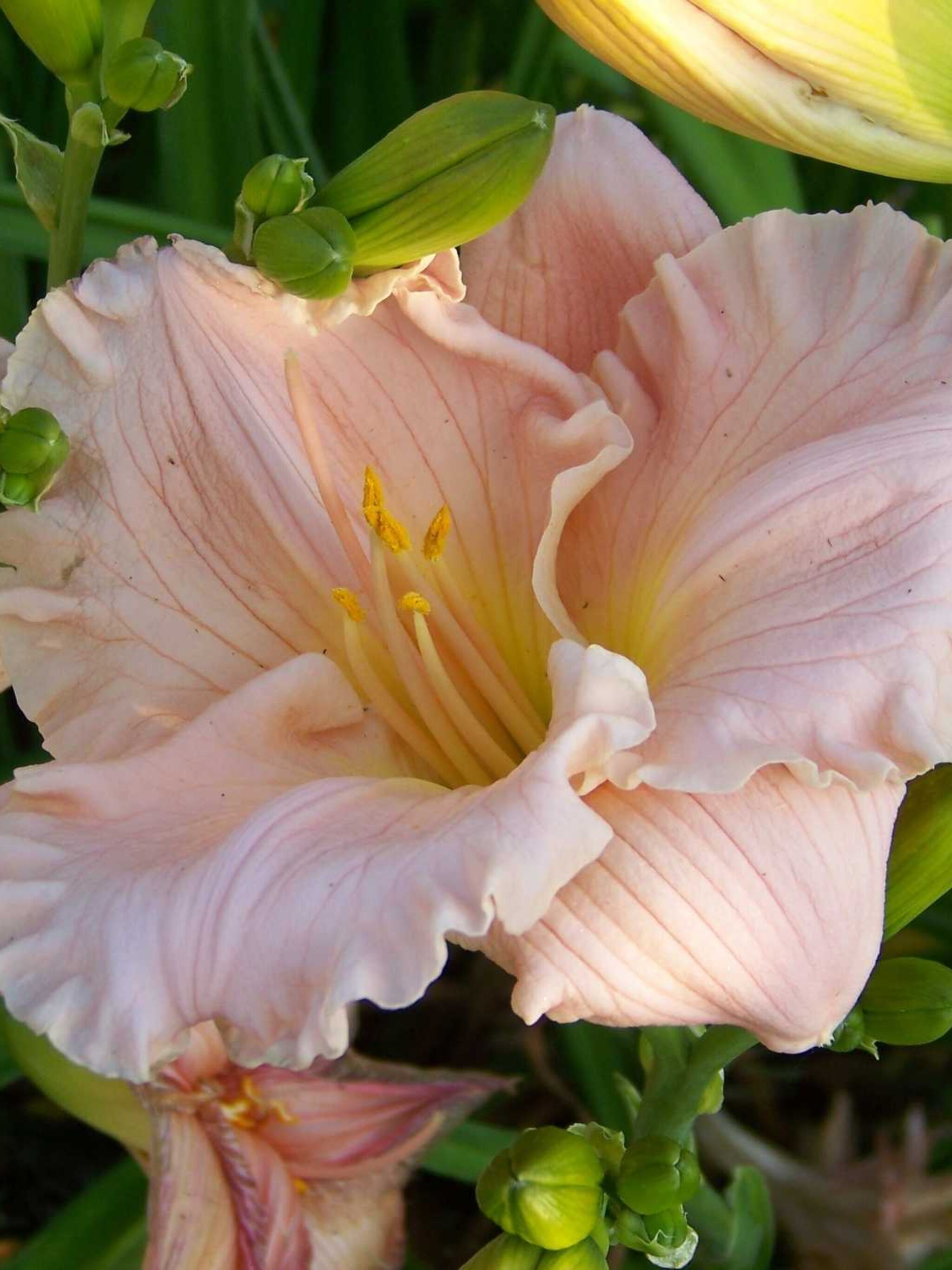 daglelie barbara mitchell