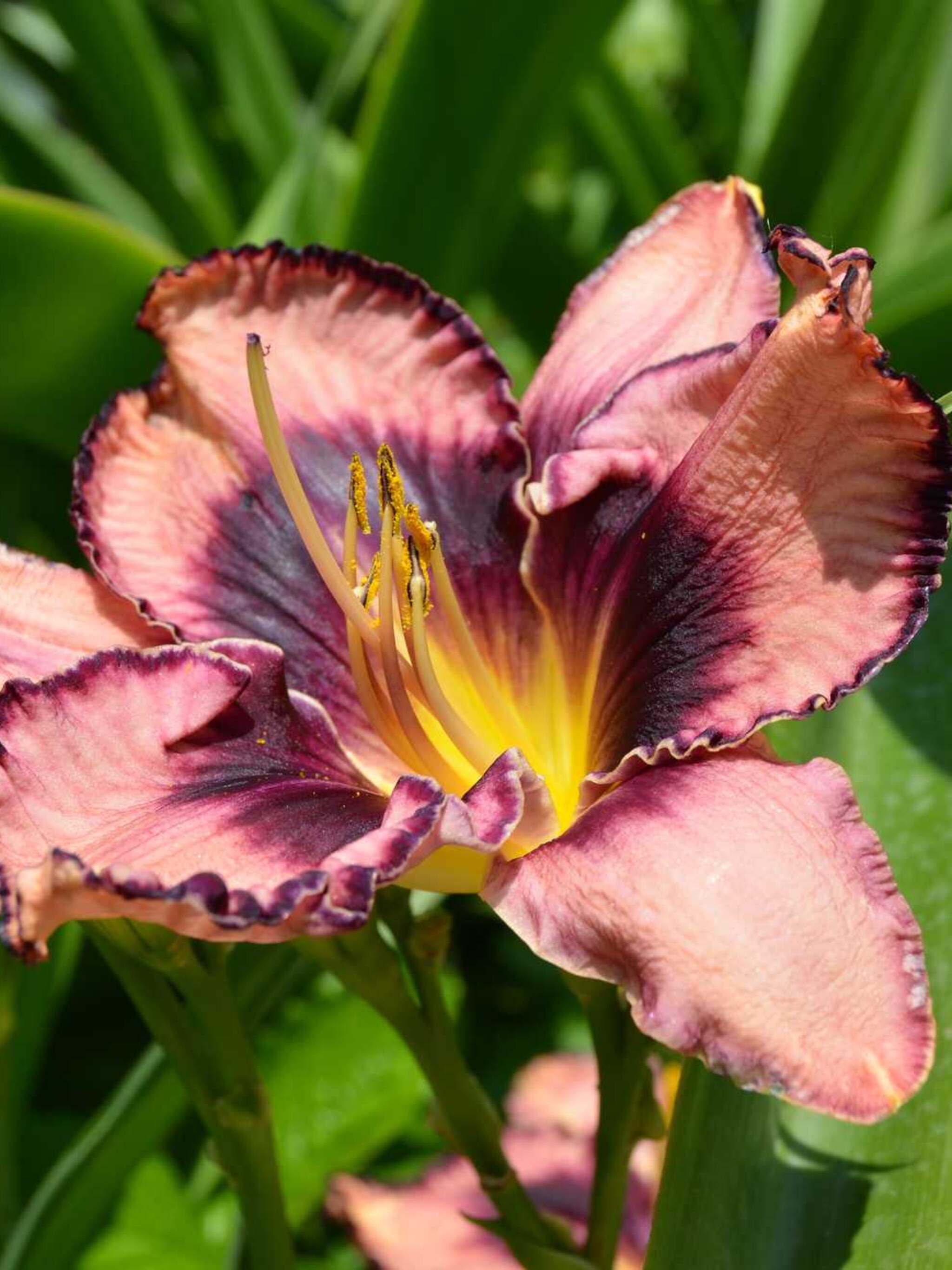 daglelie purple bicolor
