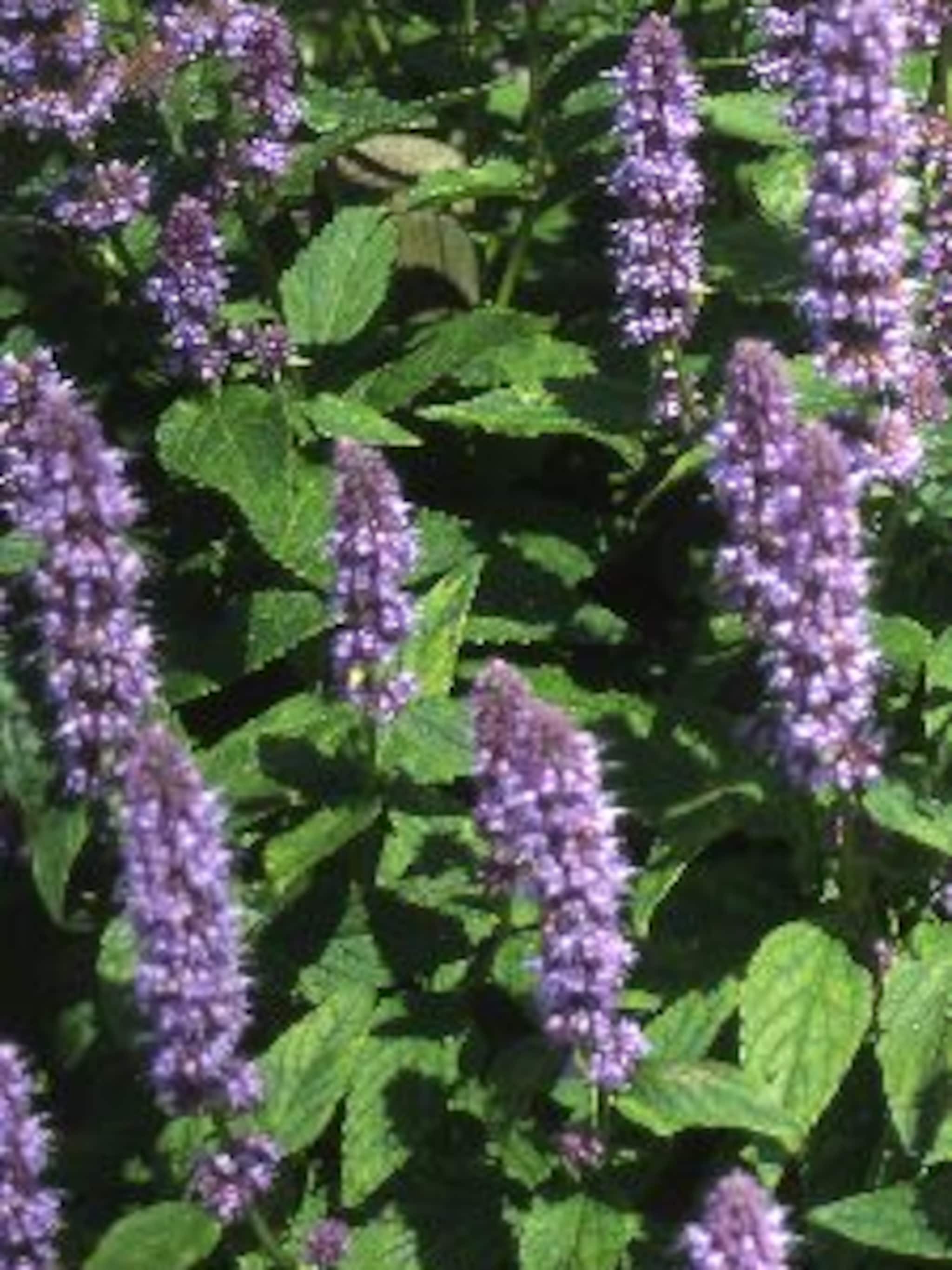 dropplant blue fortune