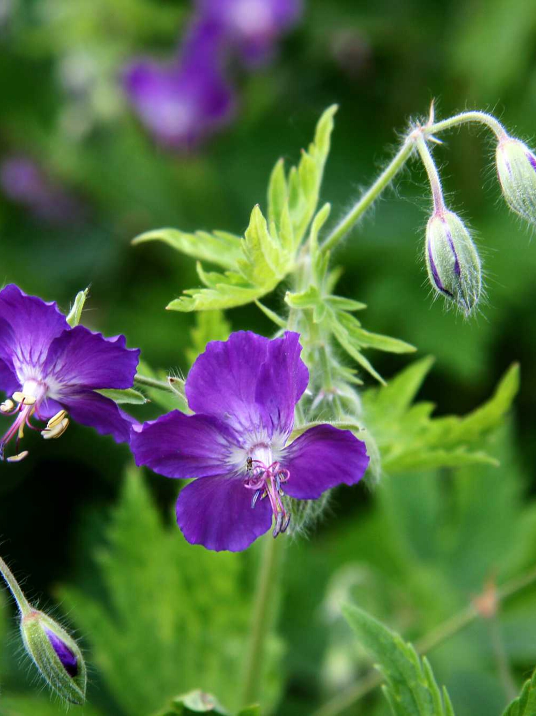 donkere ooievaarsbek purpureum