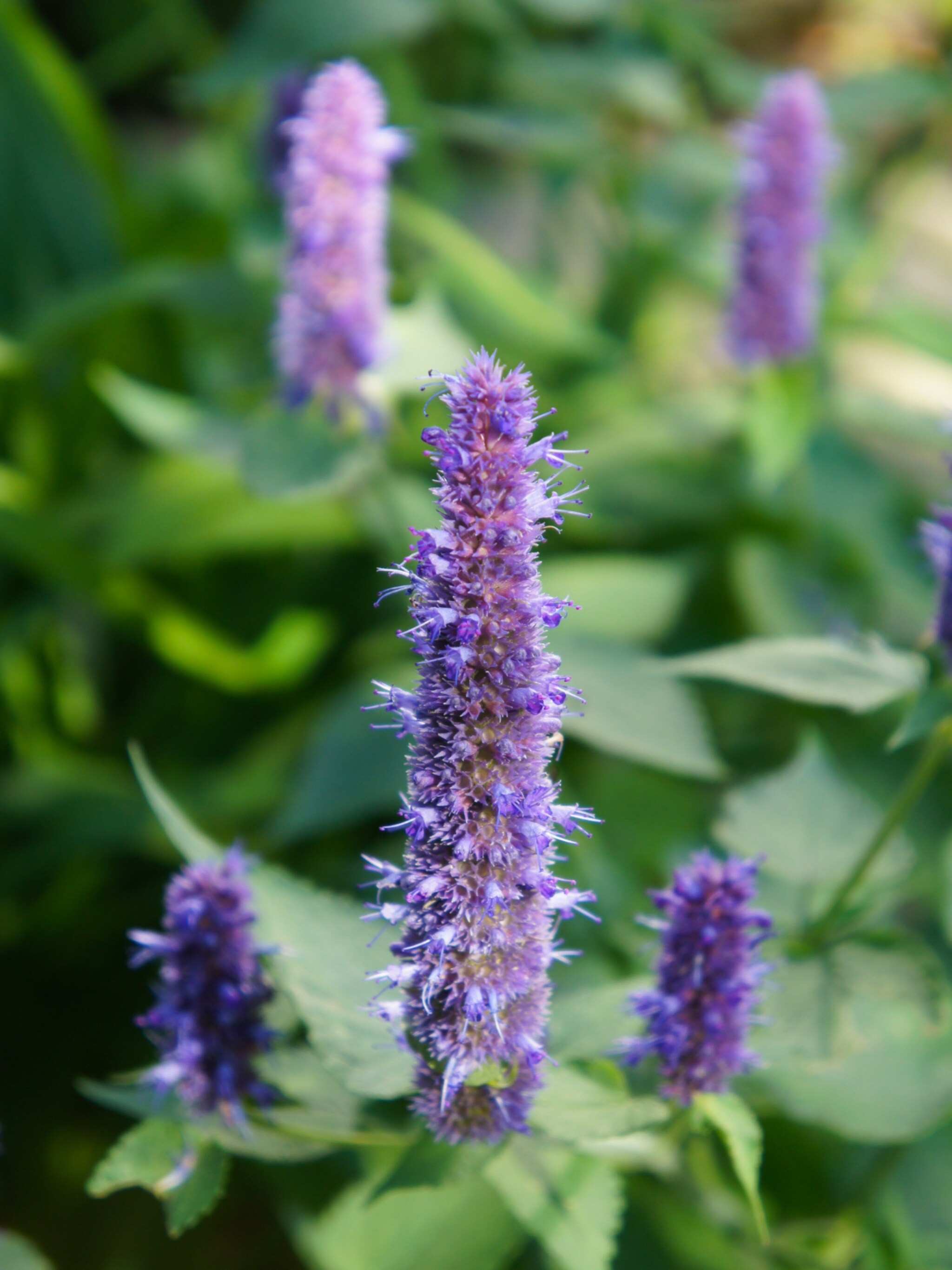 dropplant agastache foeniculum