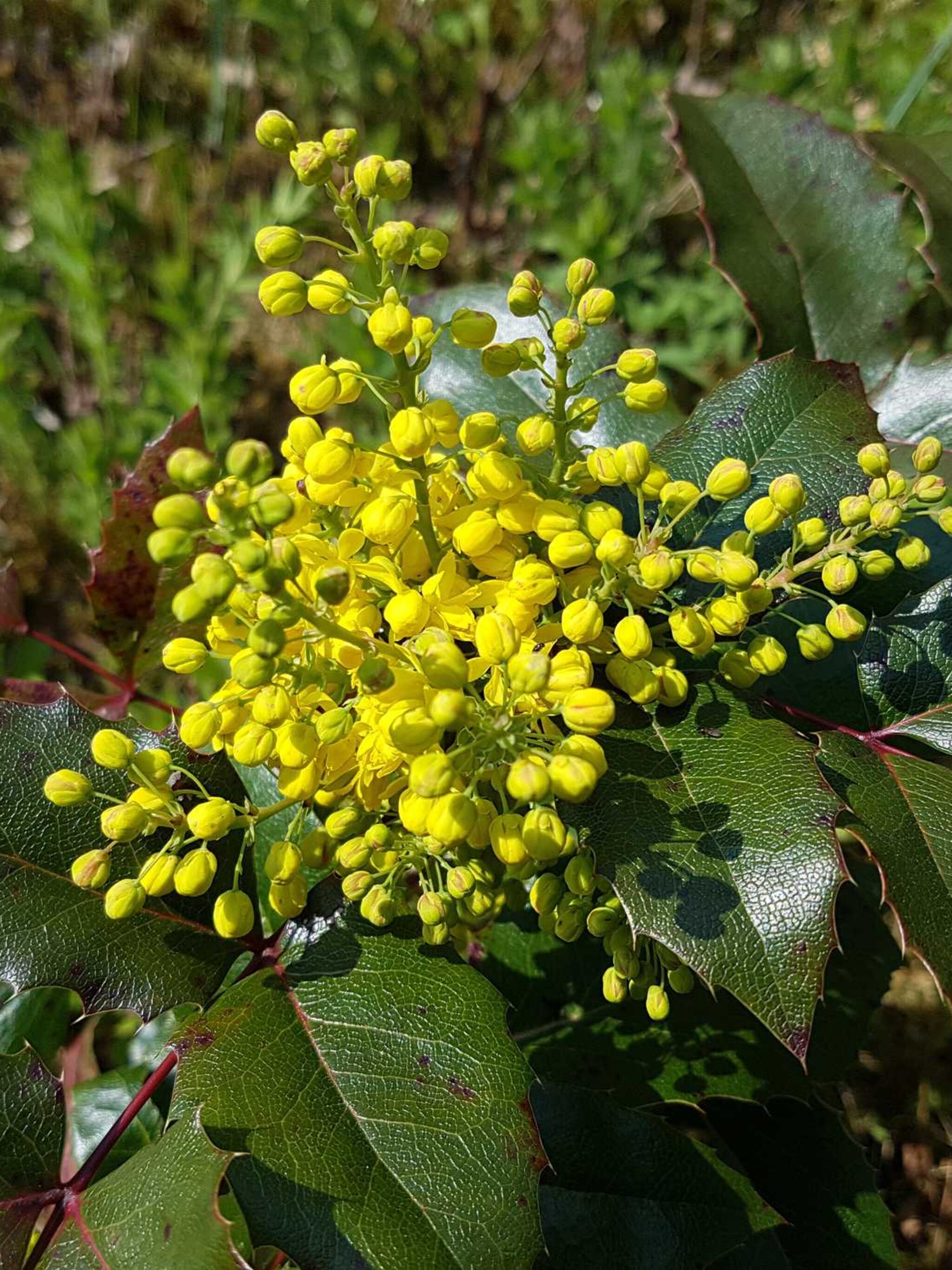 mahoniestruik atropurpurea