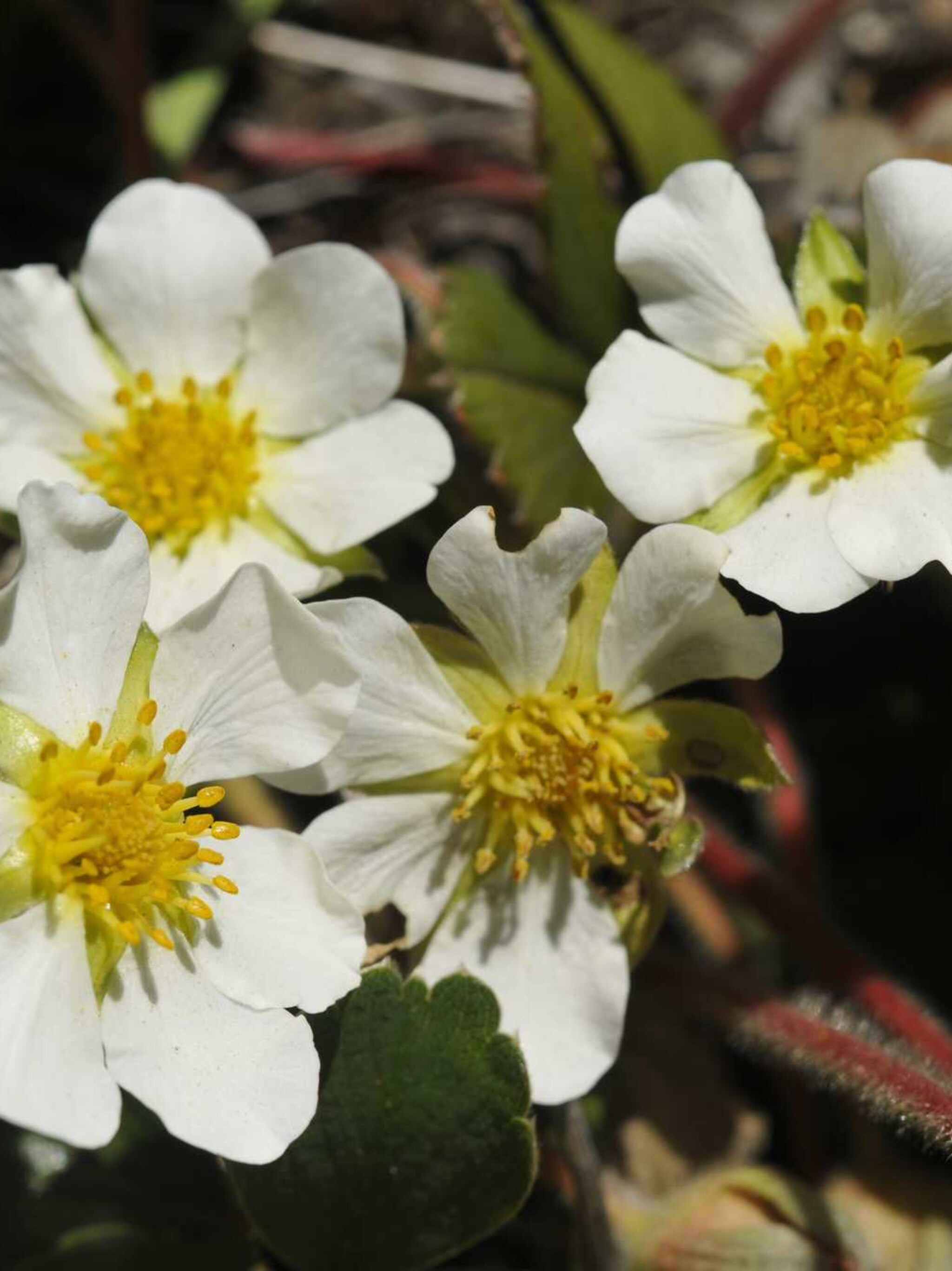 duinaardbei fragaria chiloensis