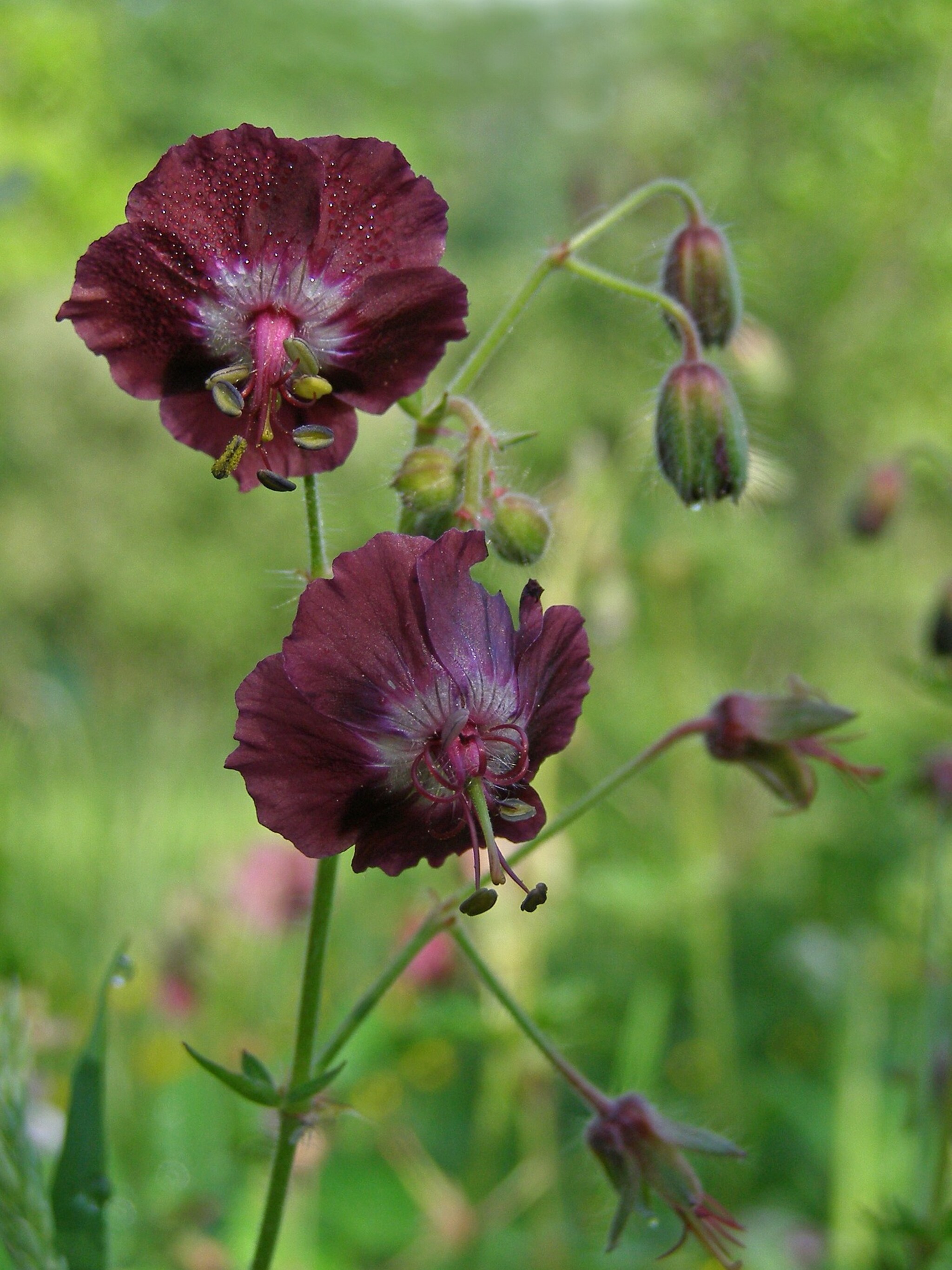 donkere ooievaarsbek geranium phaeum