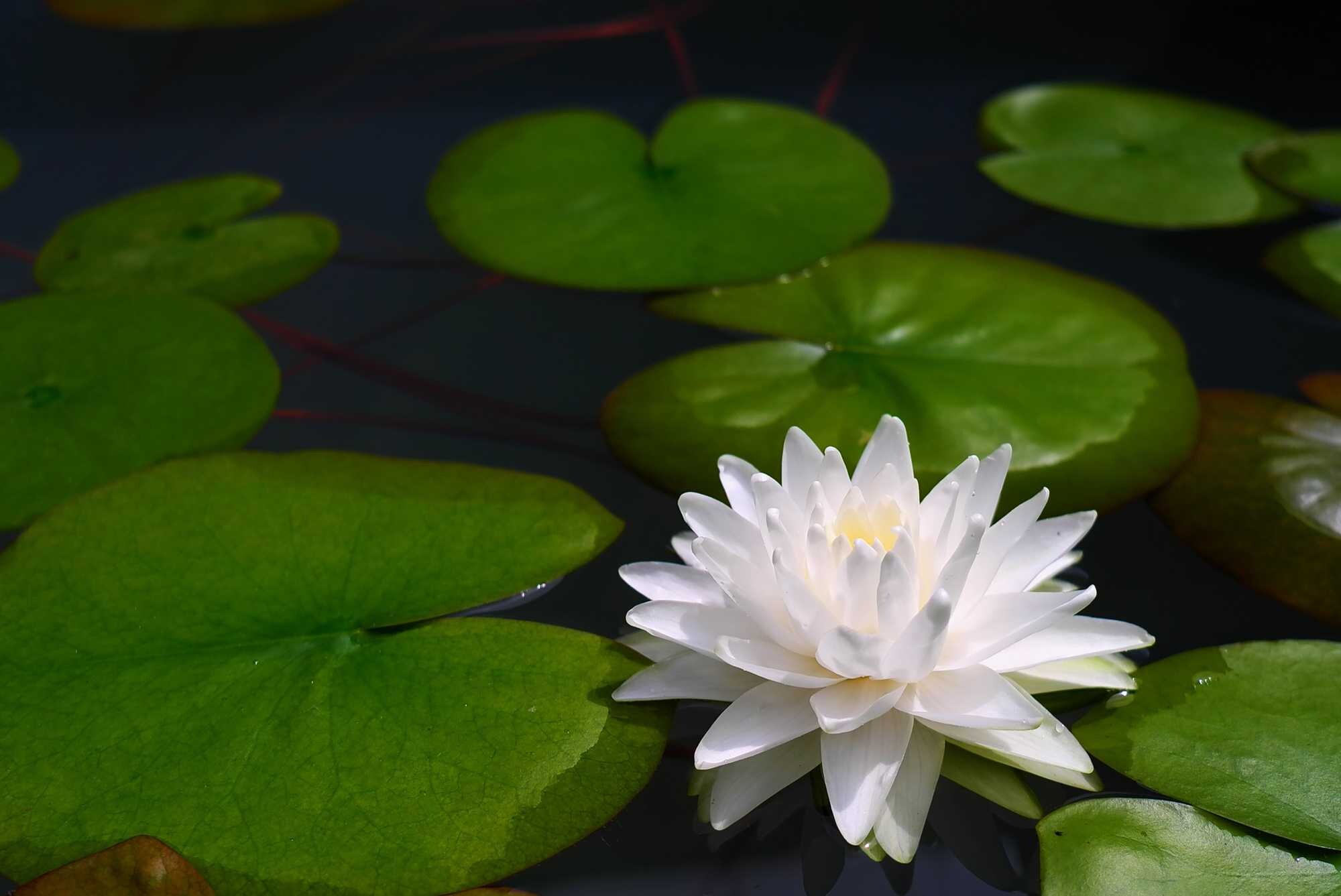 beeld vtwonen Shutterstock / iKhai_TH