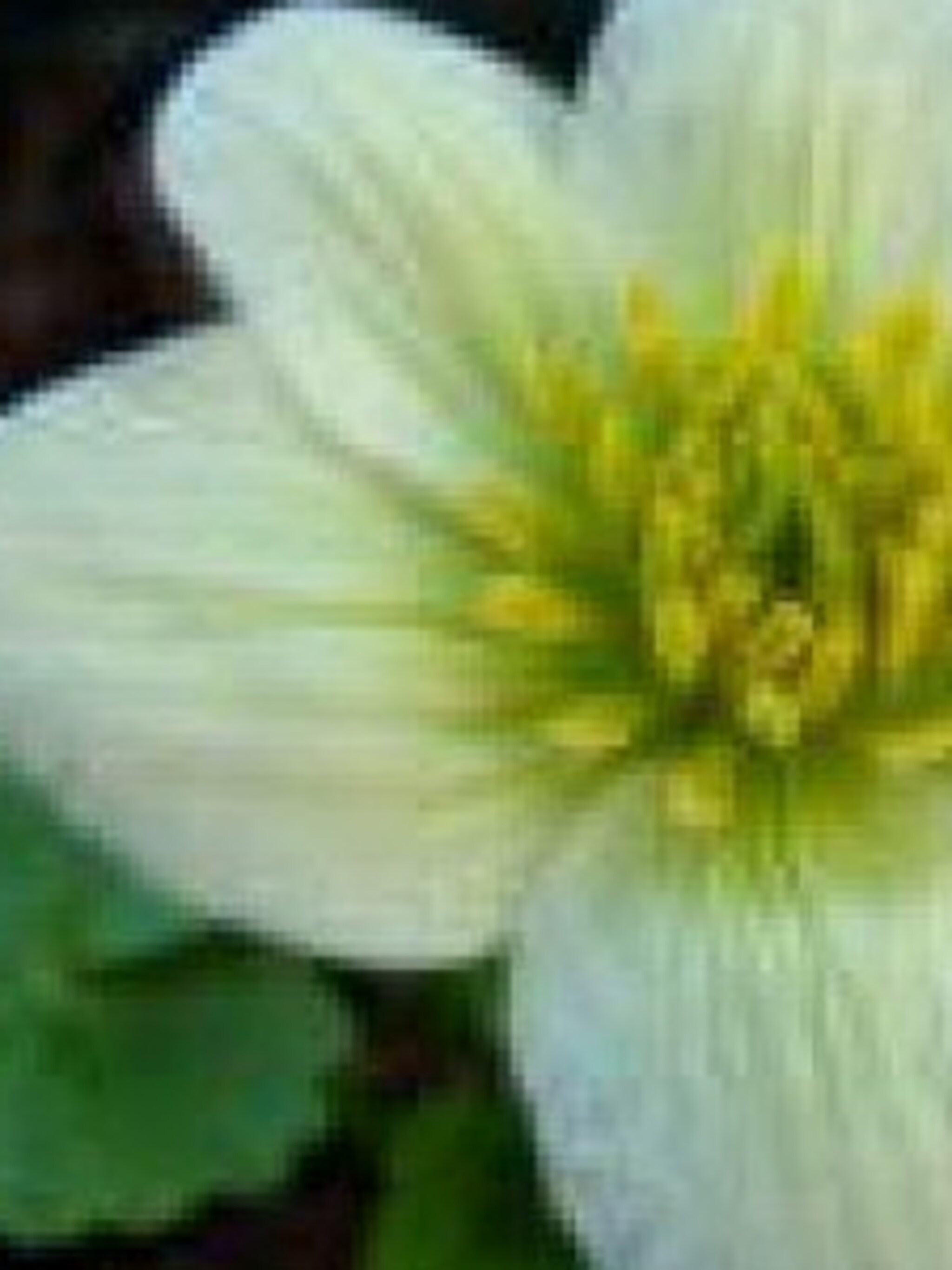 dotterbloem alba
