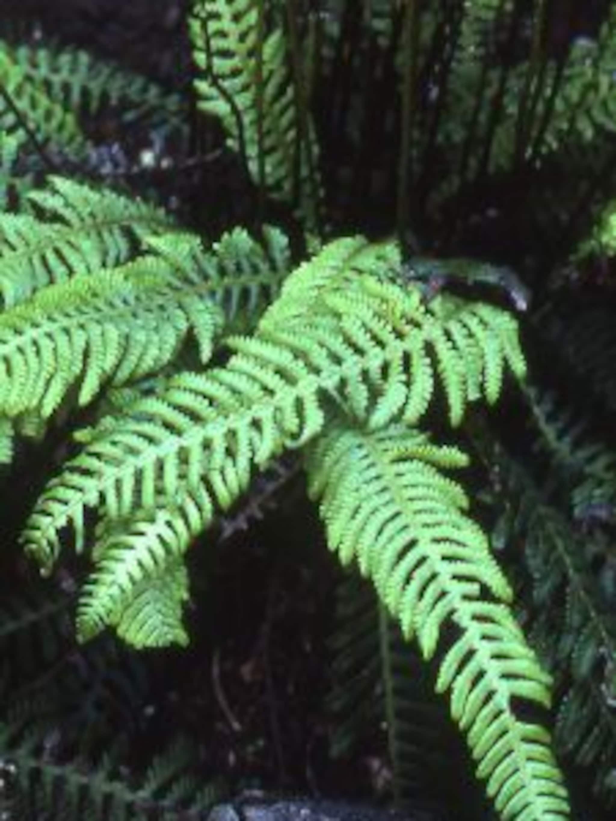 dubbelloof