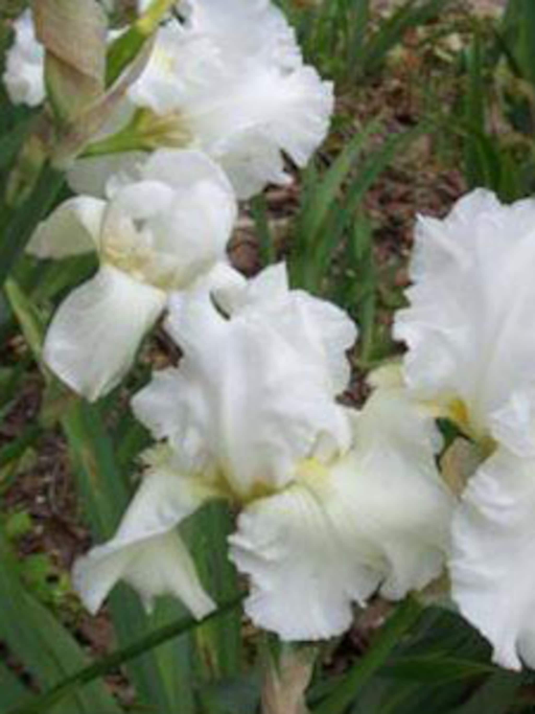 baardiris white knight