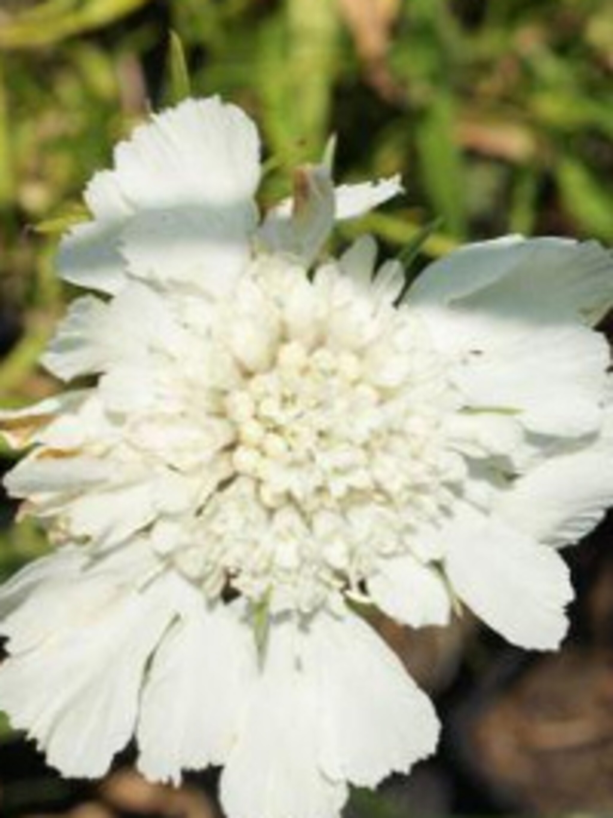 duifkruid scabiosa