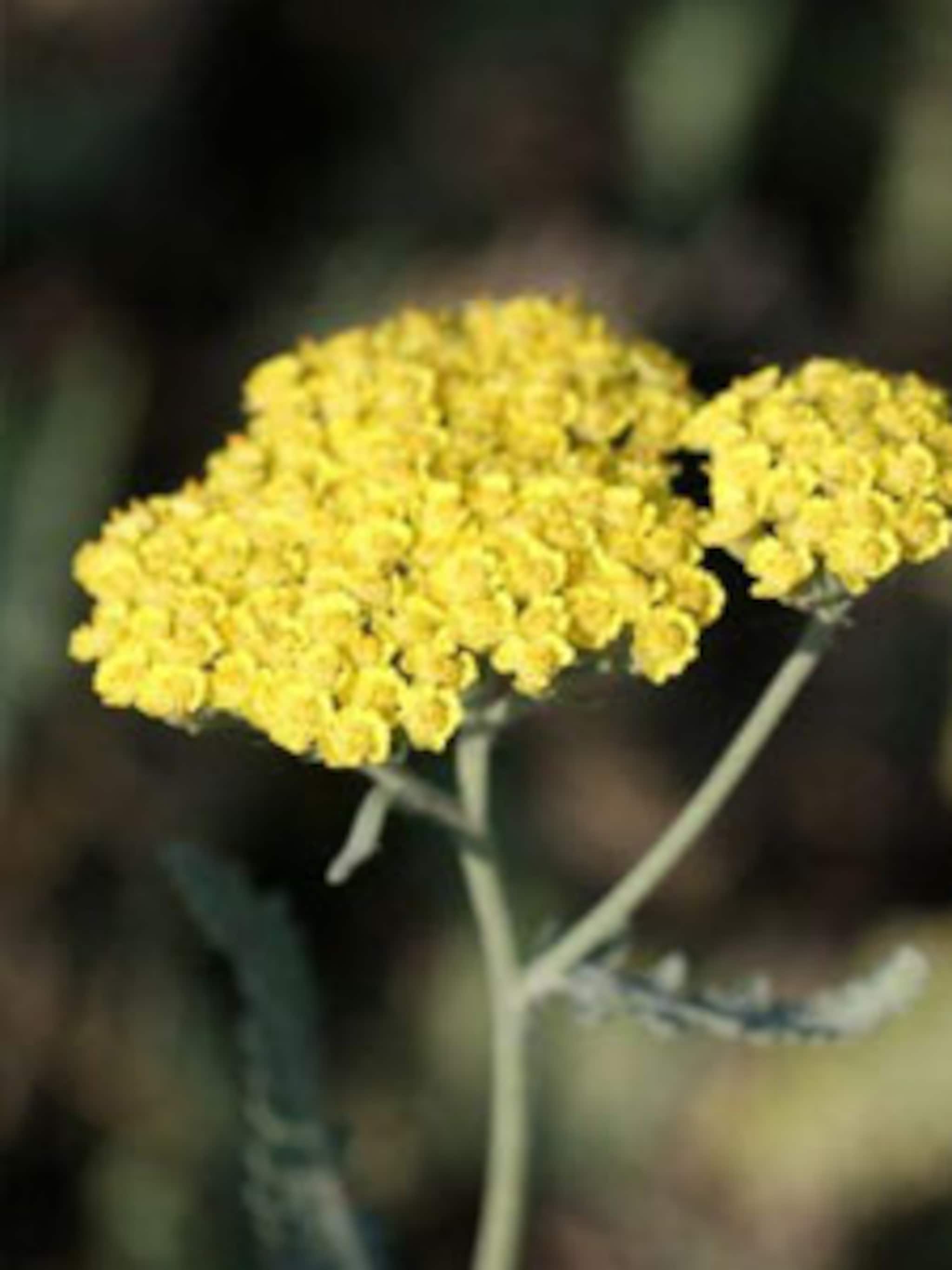duizendblad