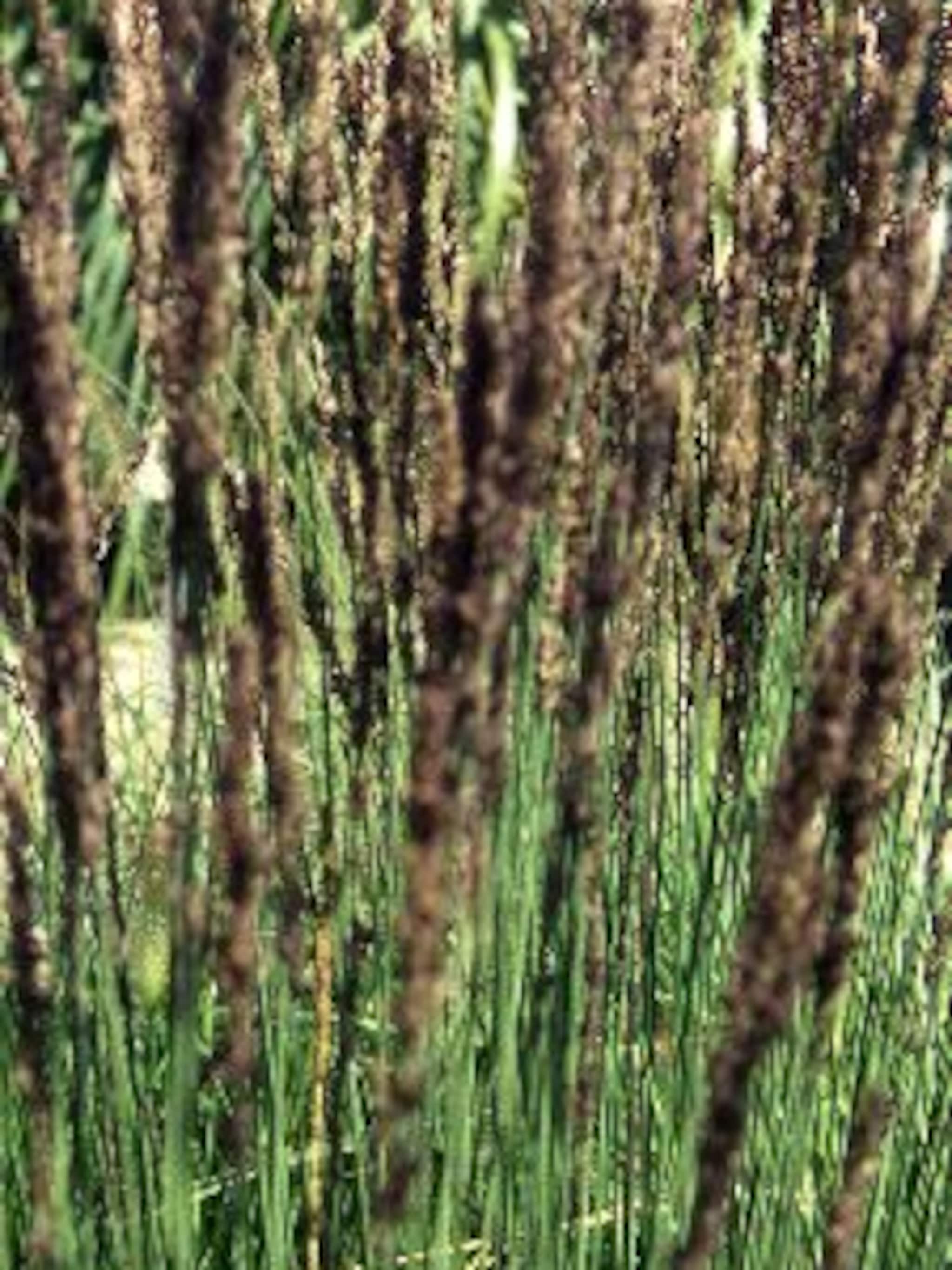 pijpenstrootje molinia caerulea