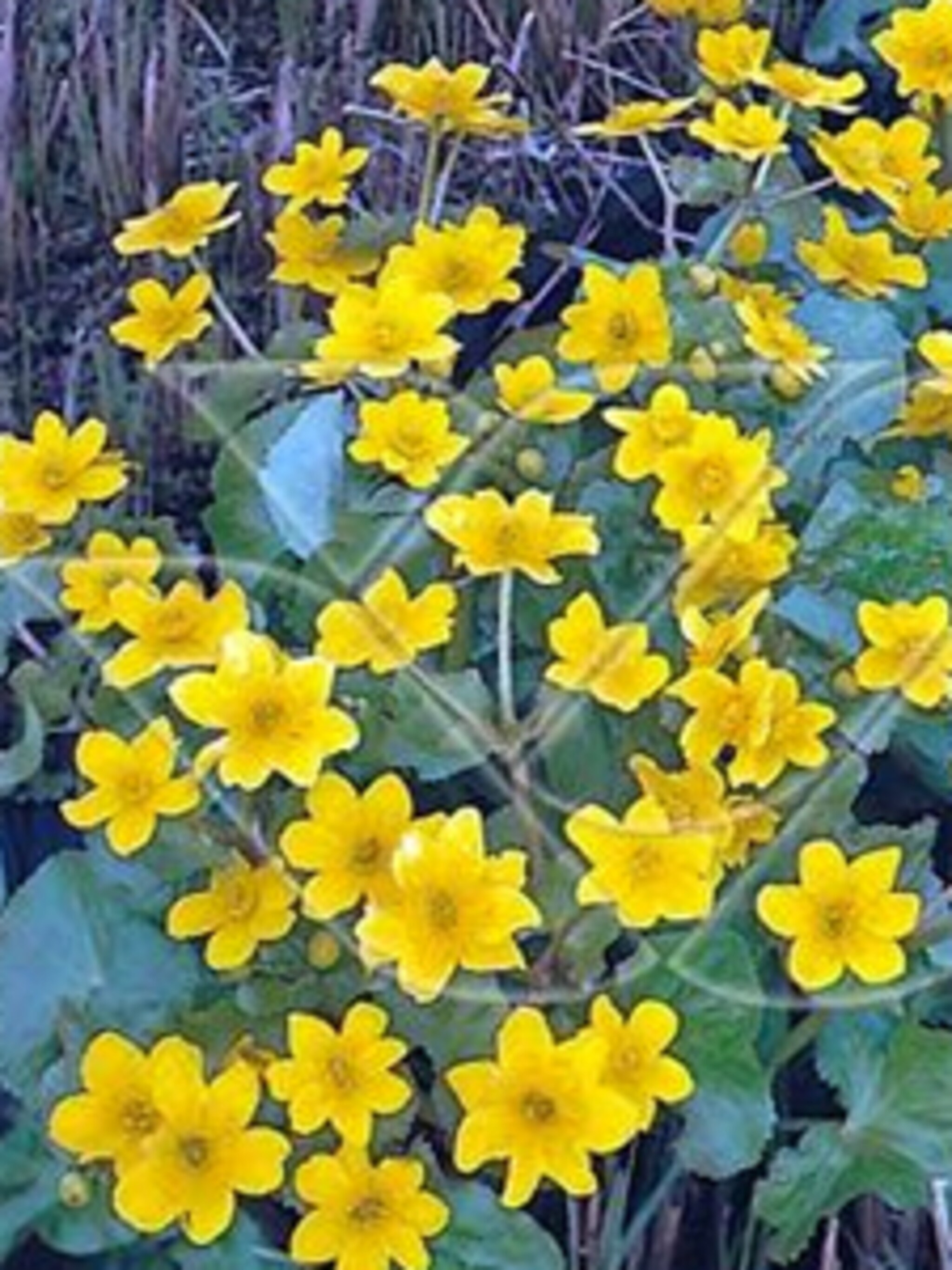dotterbloem caltha palustris