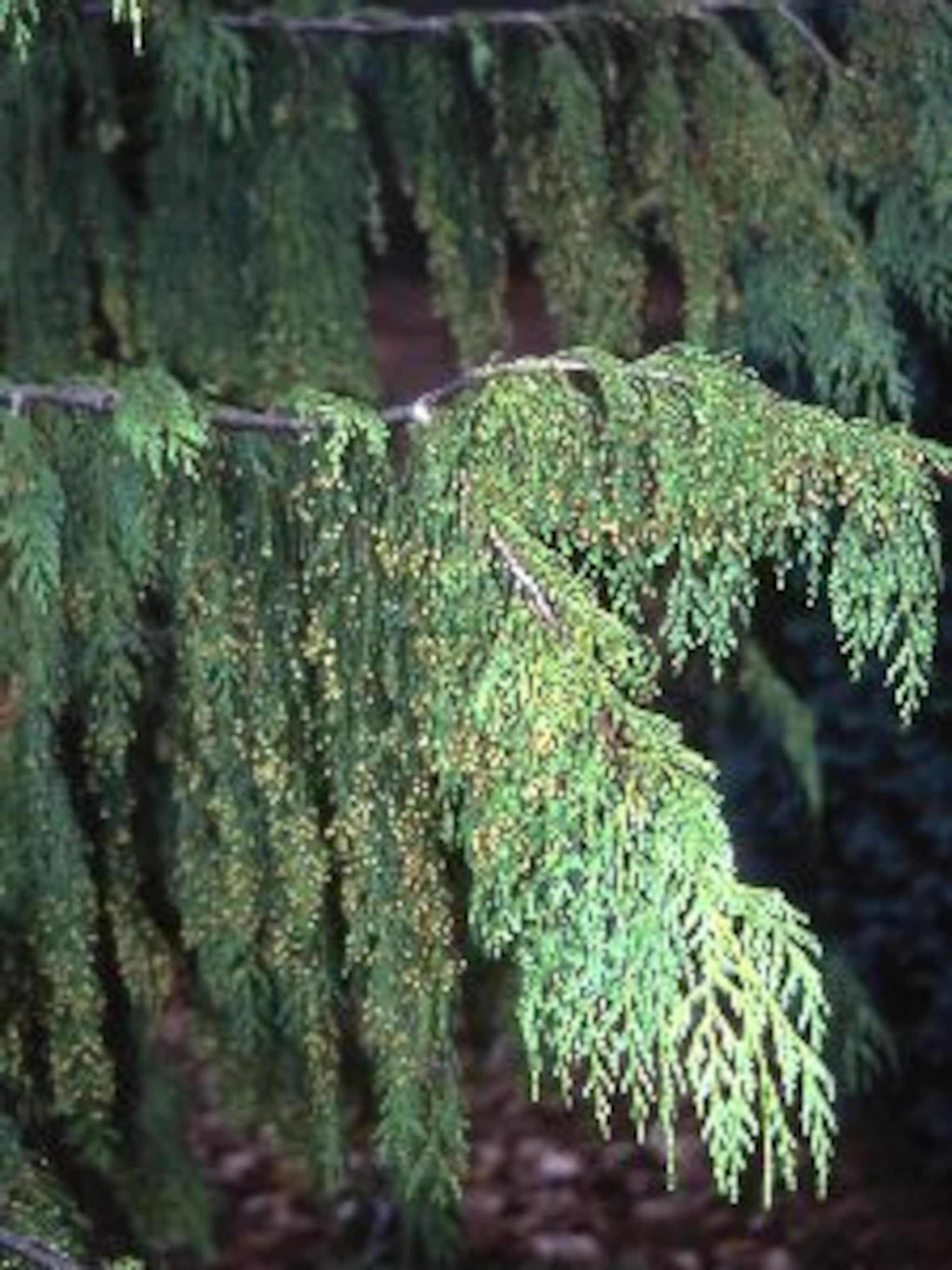 dwergcipres pendula