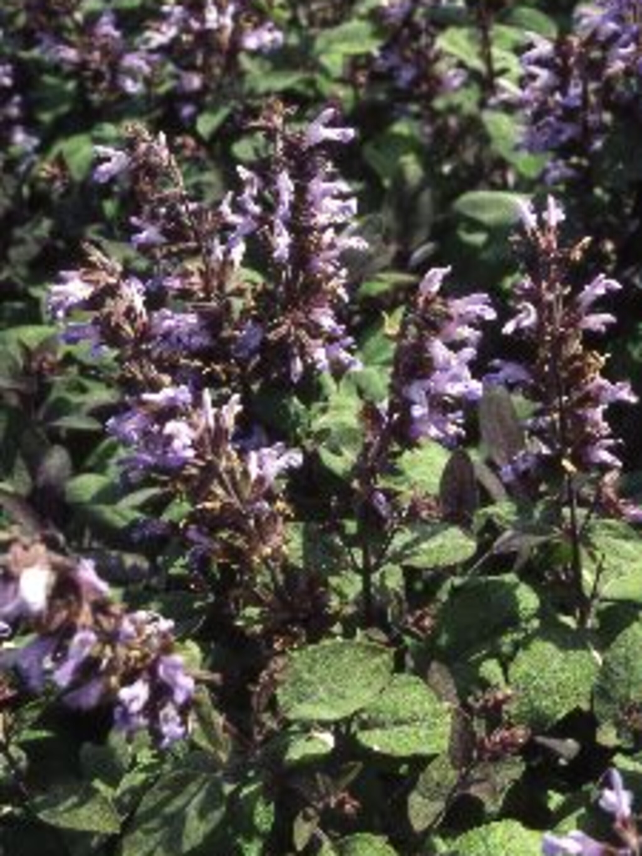 zeepkruid saponaria officinalis
