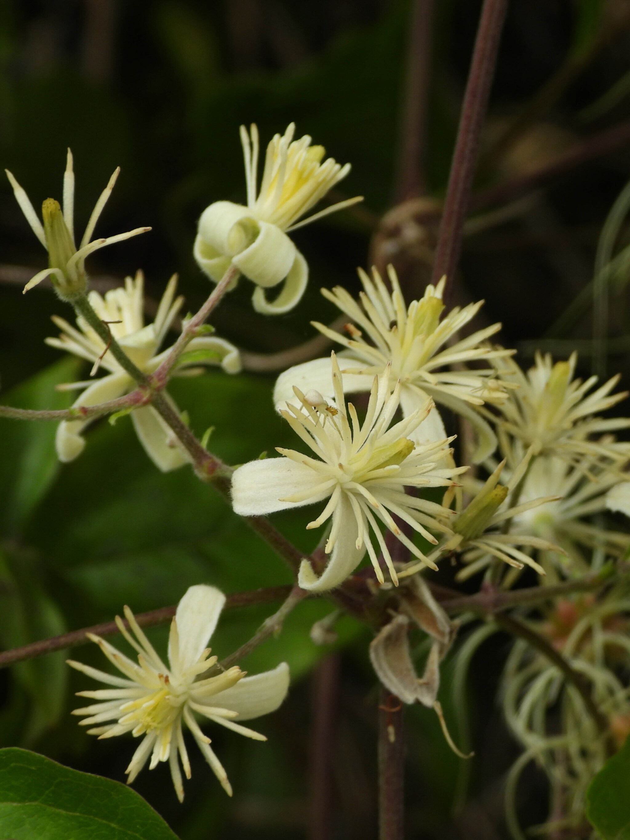 clematis clematis vitalba