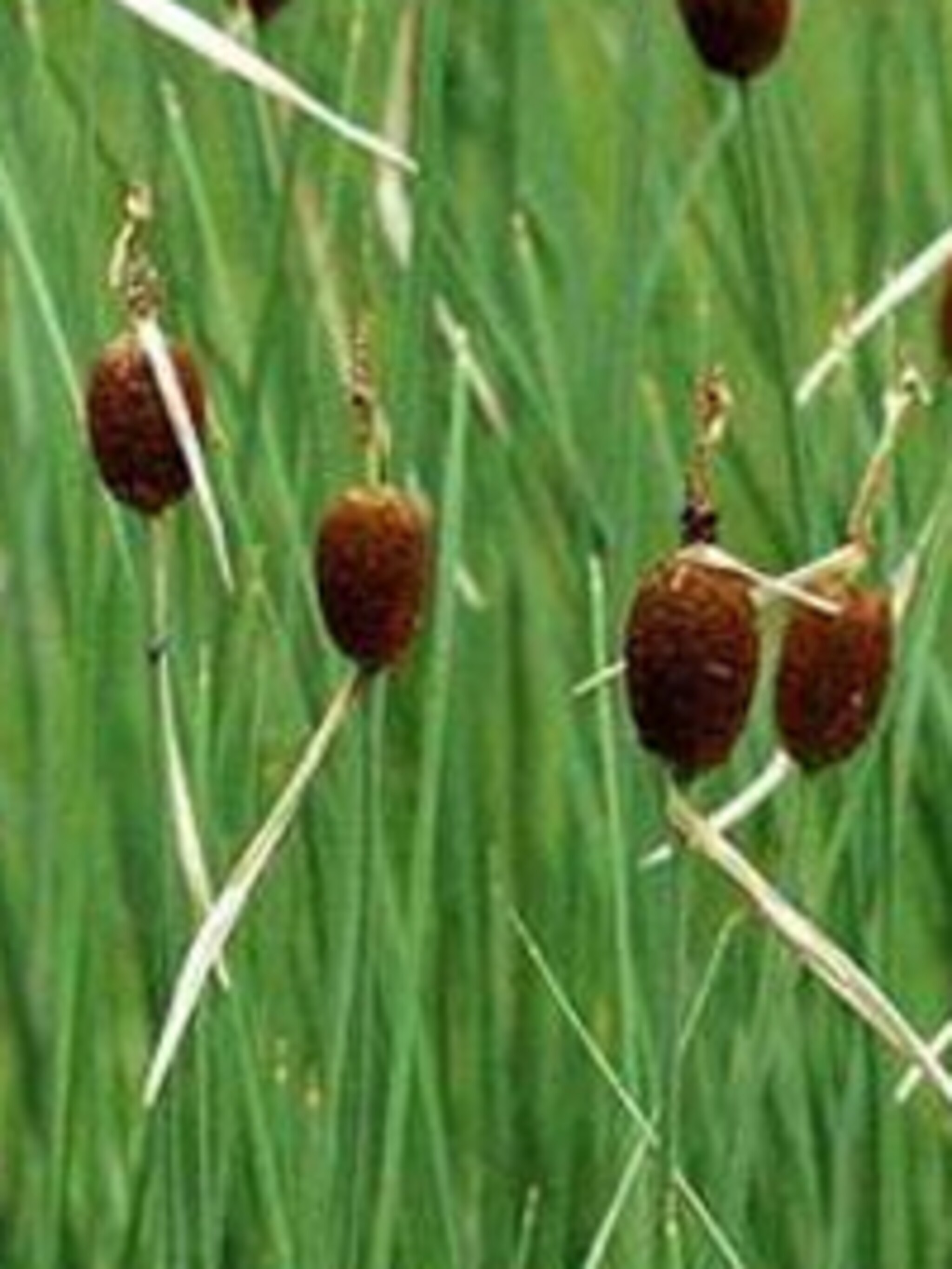kleinste lisdodde