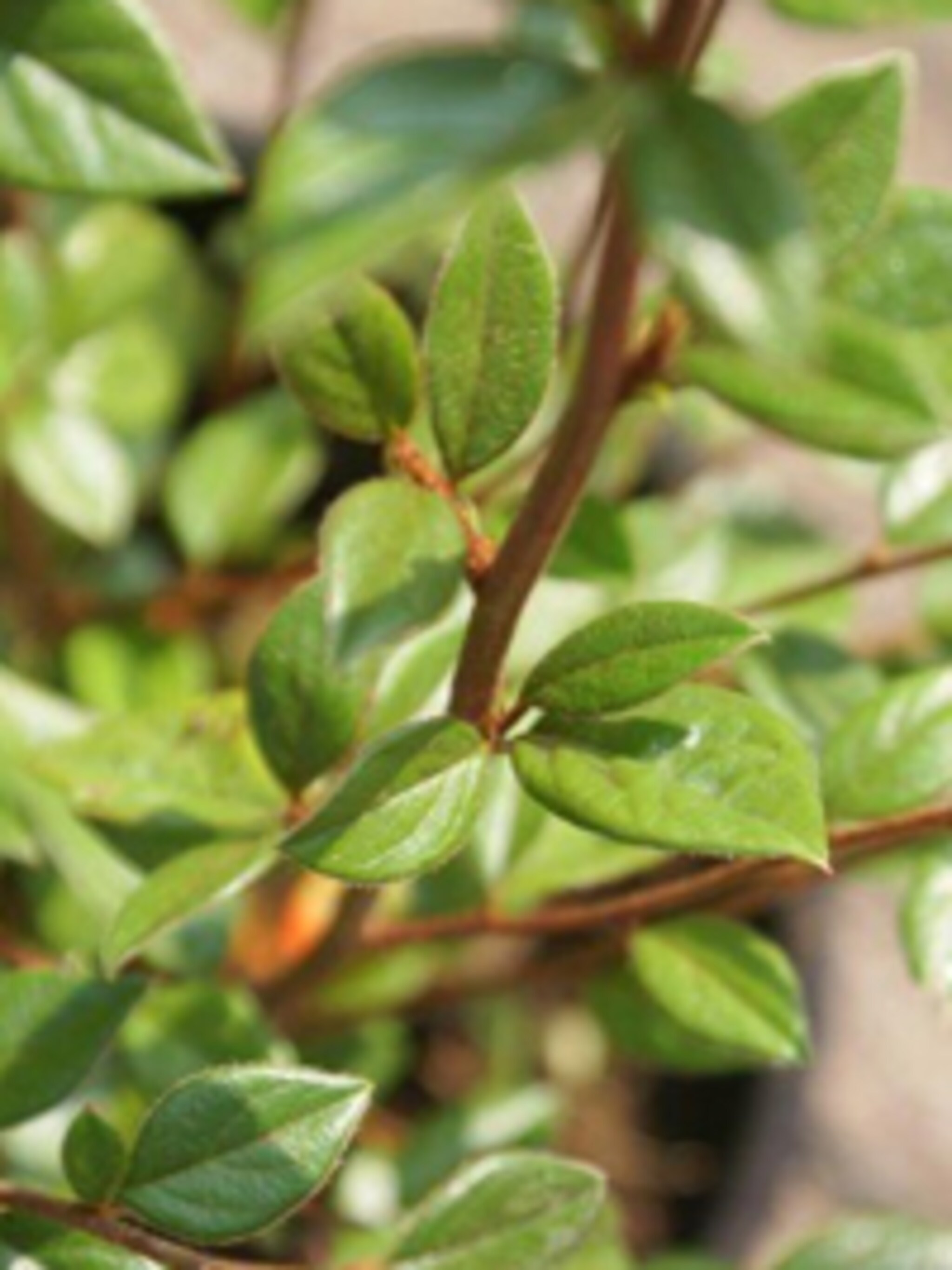 dwergmispel cotoneaster franchetii