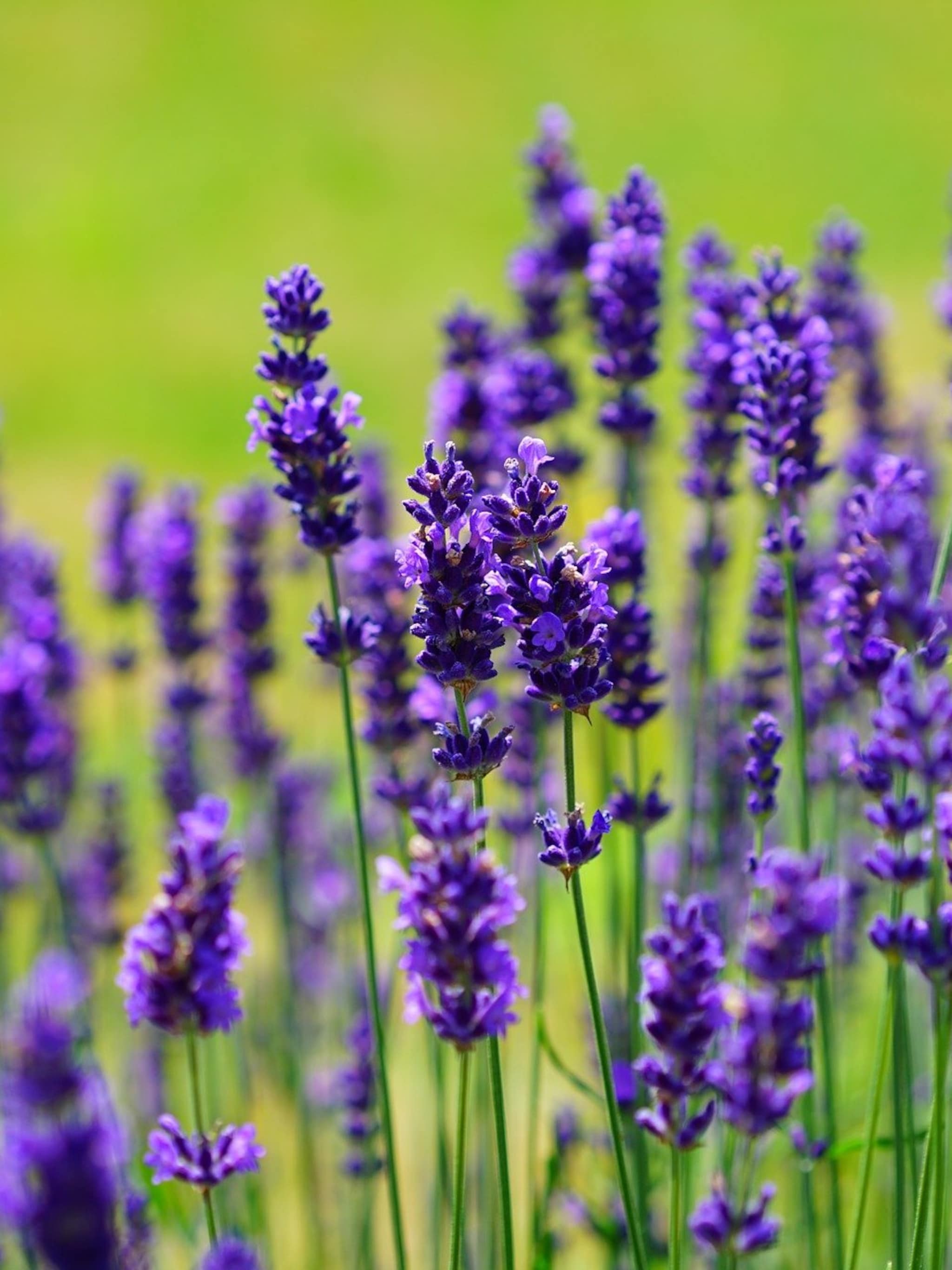 lavendel lavandula angustifolia