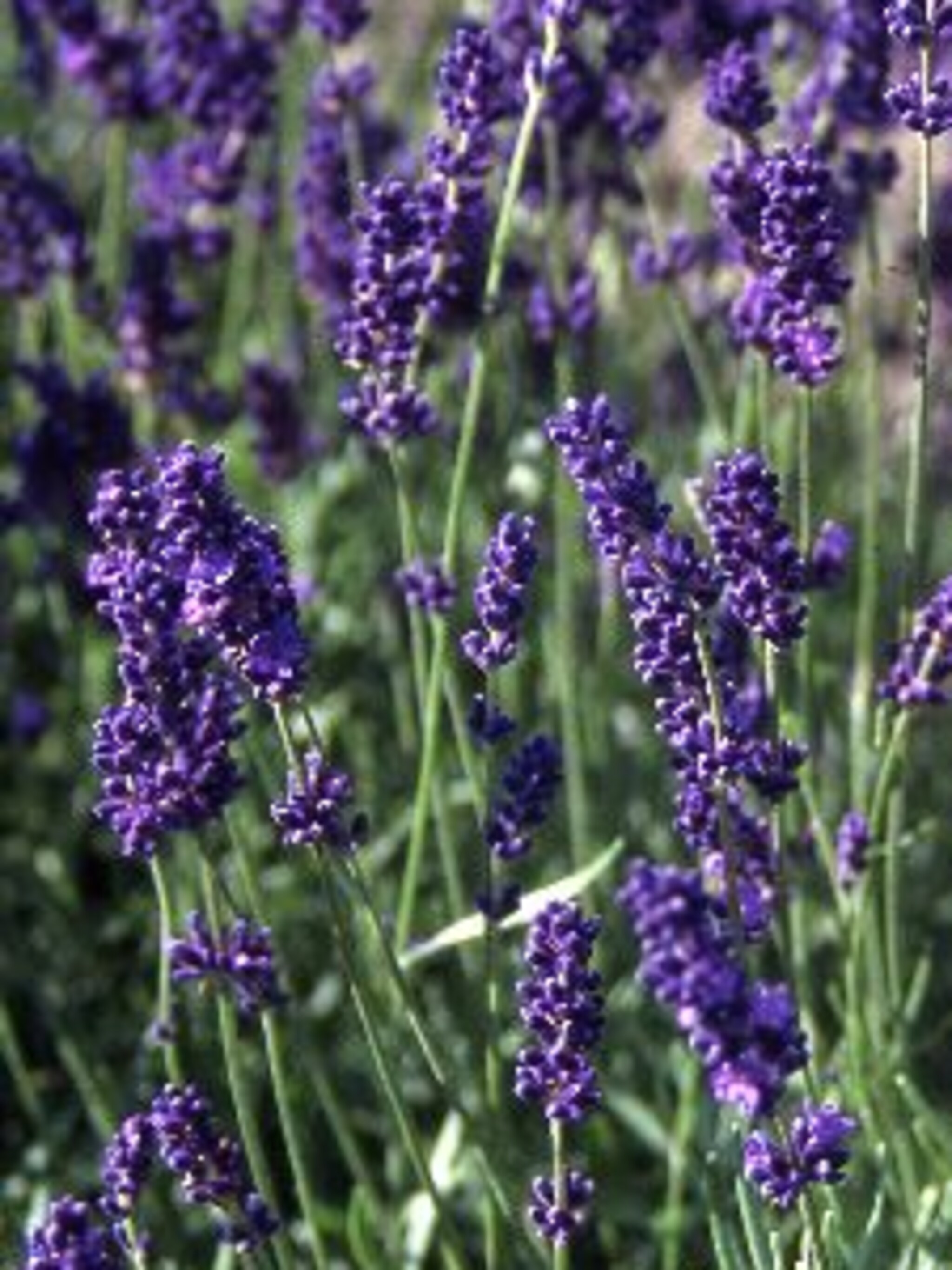 lavendel silver blue
