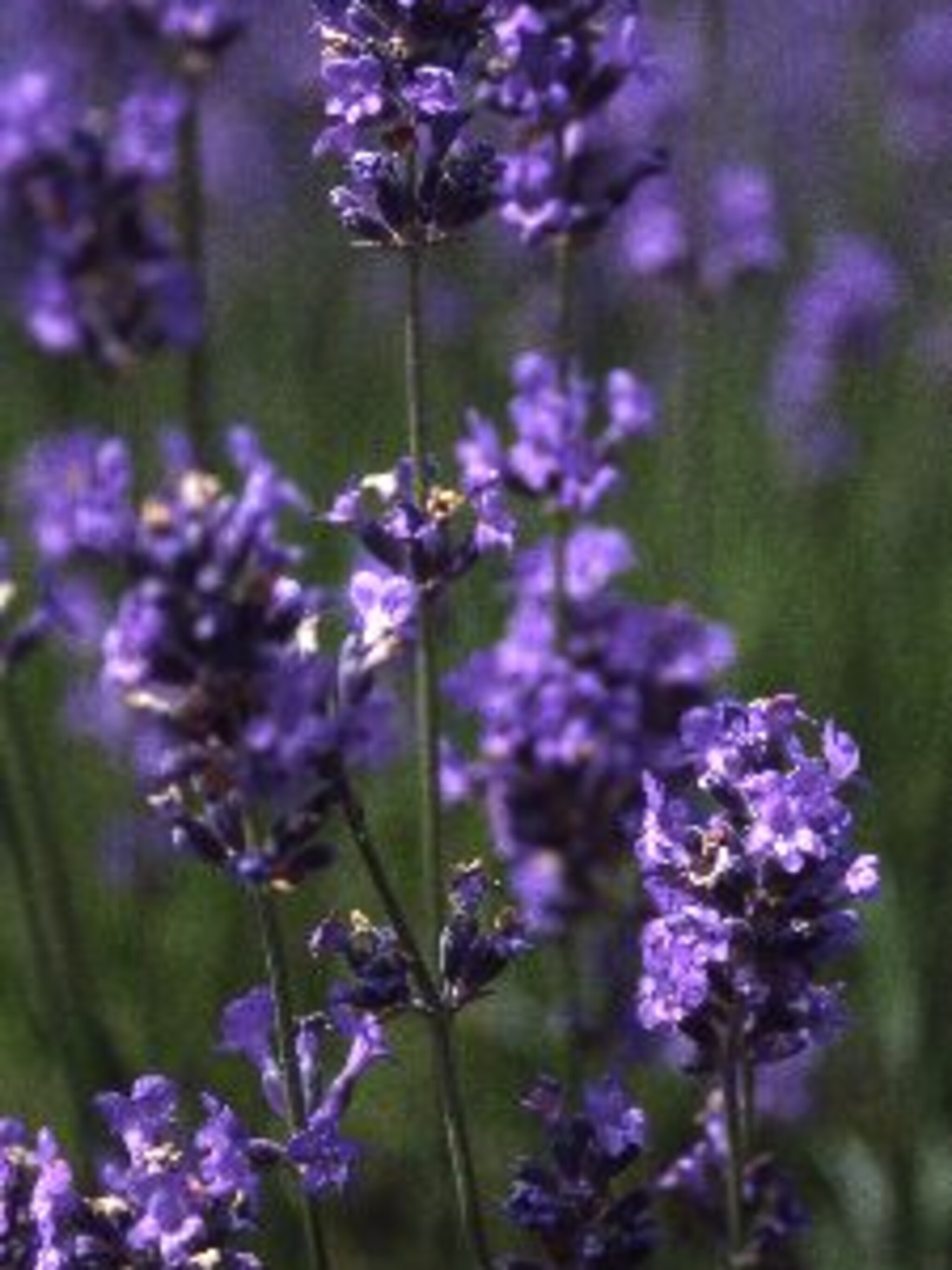 lavendel blue scent