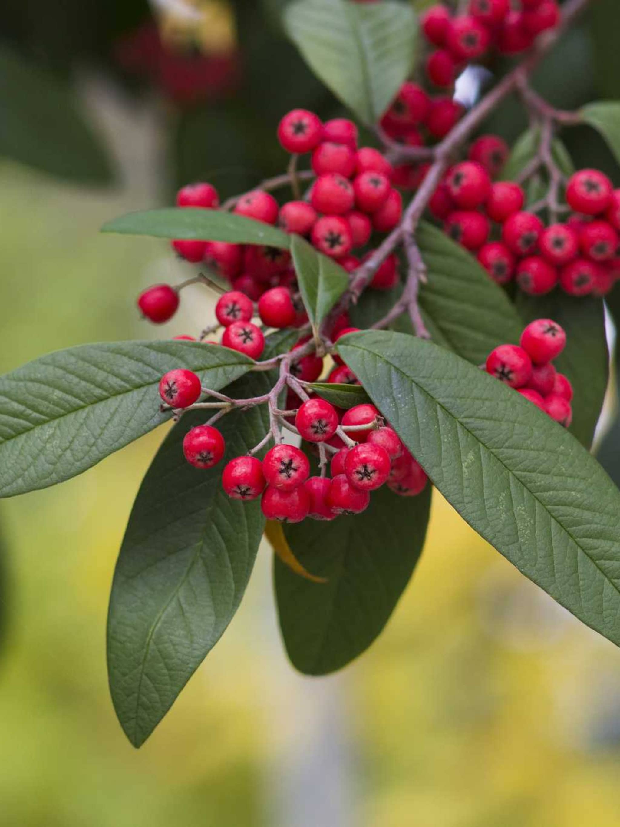 dwergmispel cotoneasters watereri