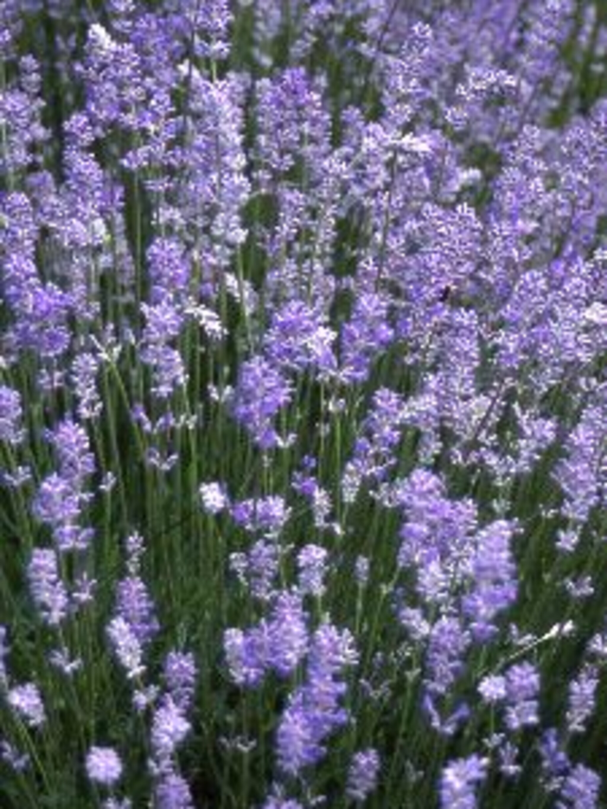 lavendel dwarf blue