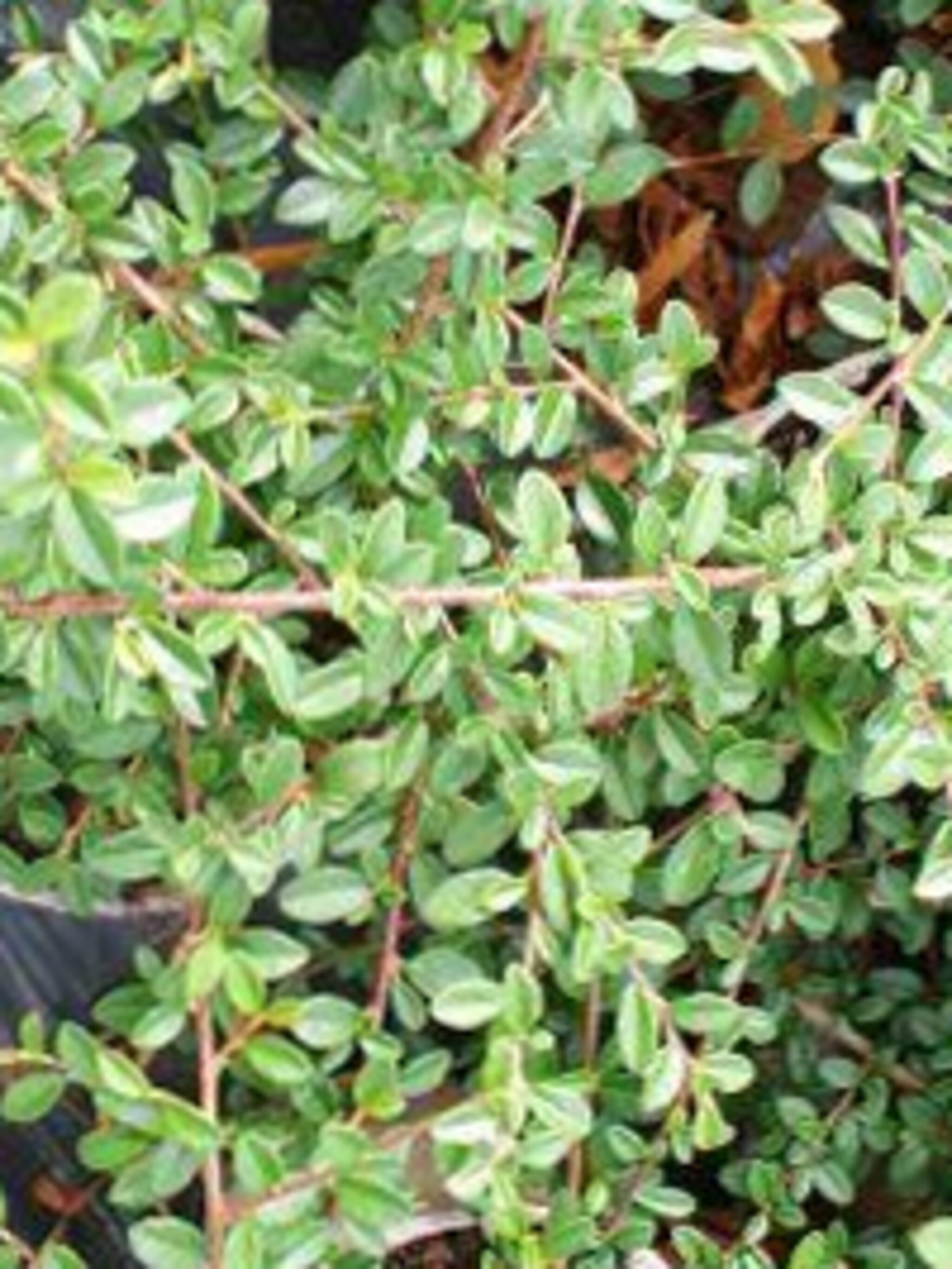 dwergmispel coral beauty
