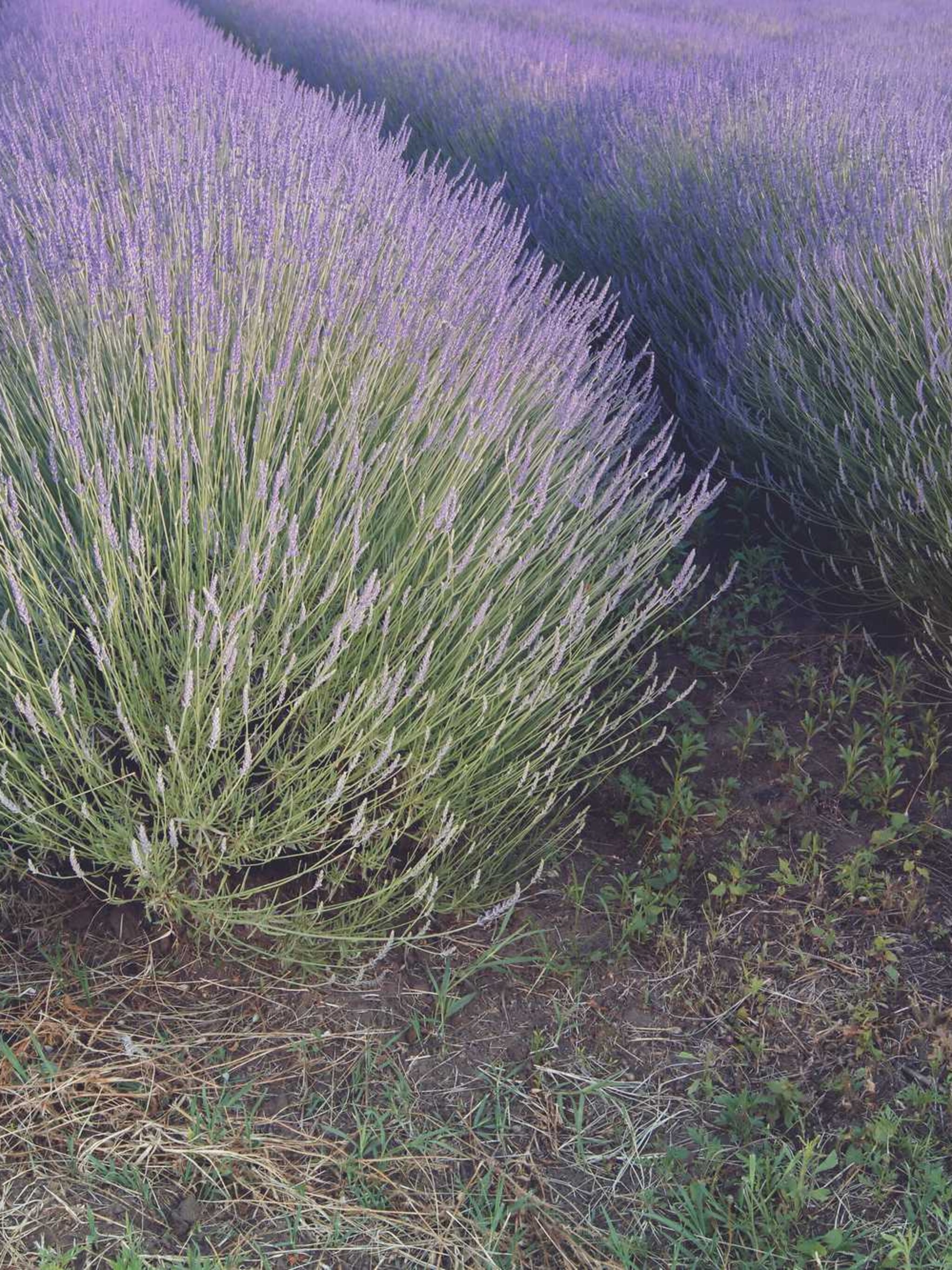 lavendel grosso