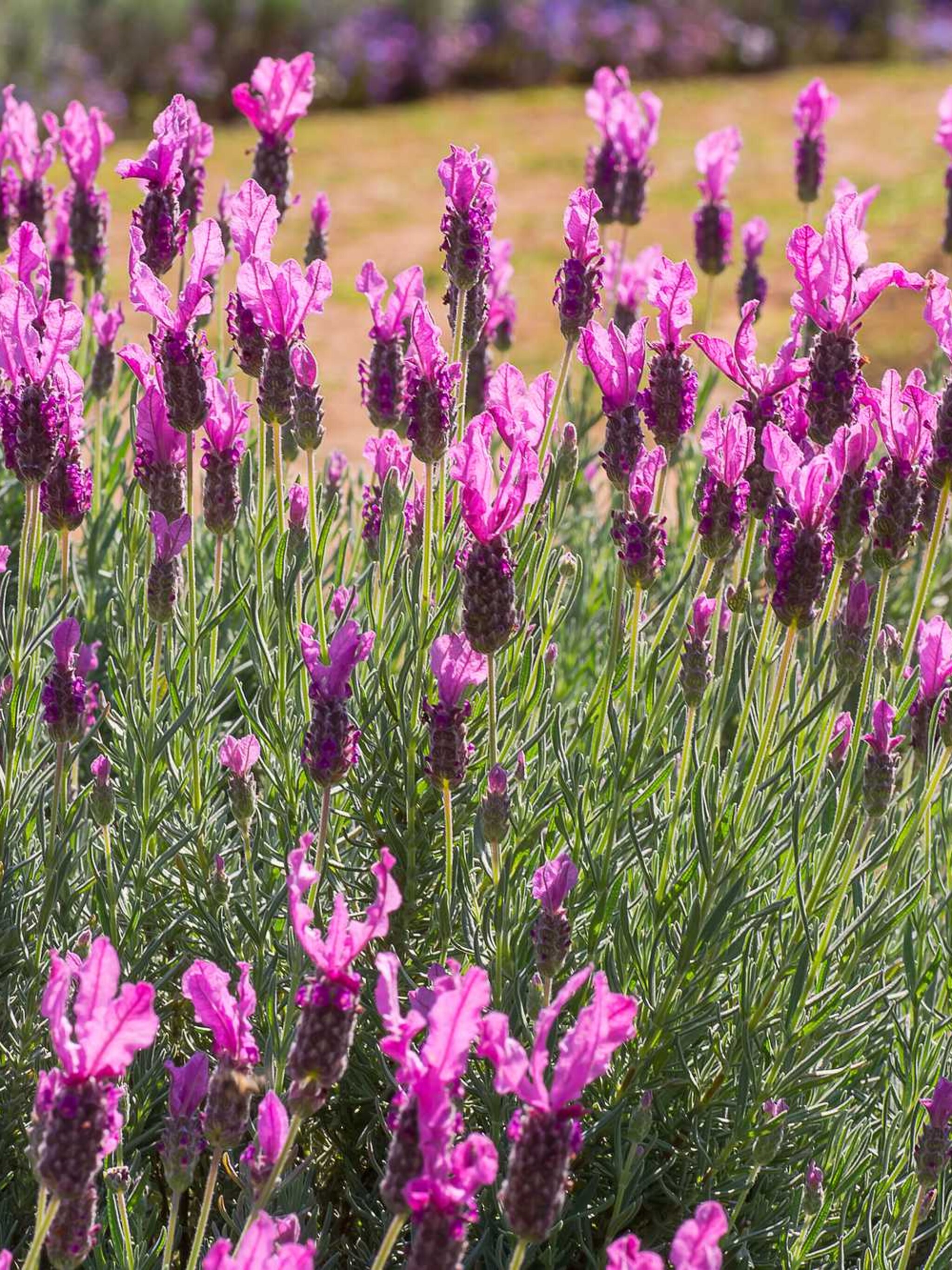 lavendel loddon pink