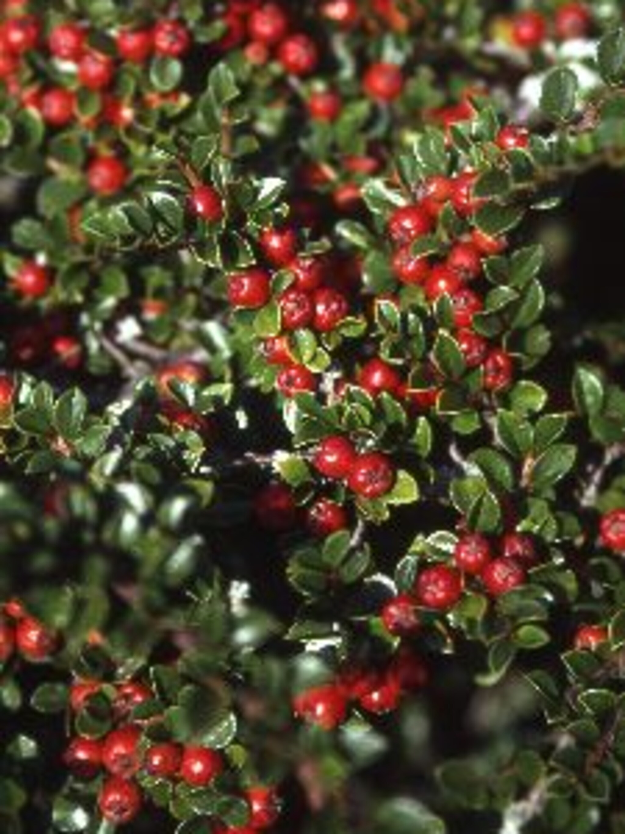 dwergmispel cotoneaster horizontalis
