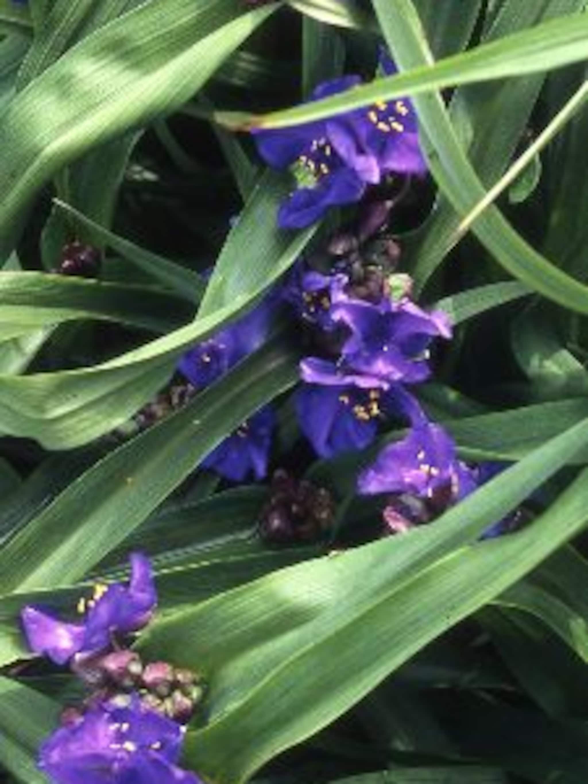 eendagsbloem leonora