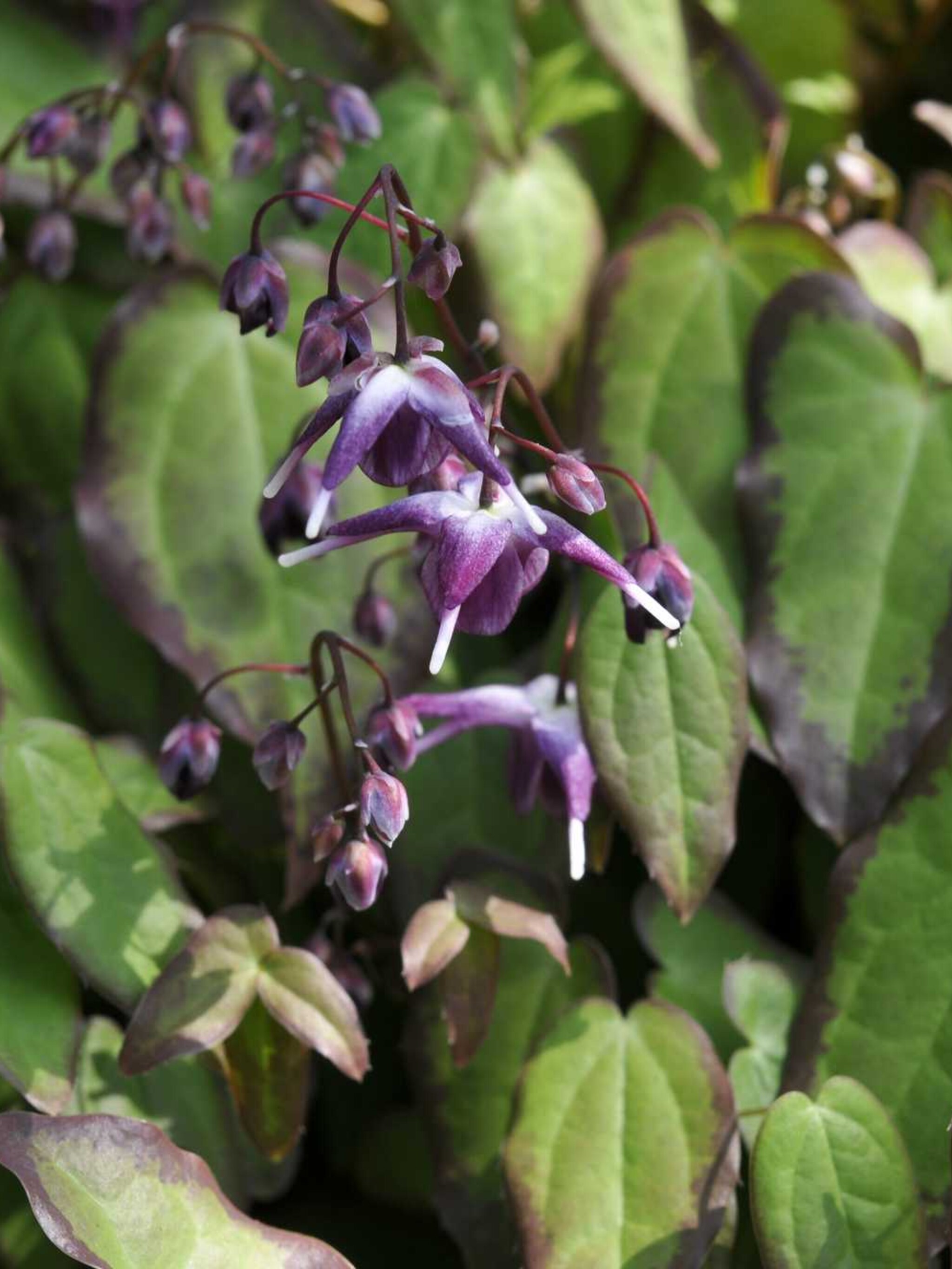 elfenbloem epimedium acuminatum