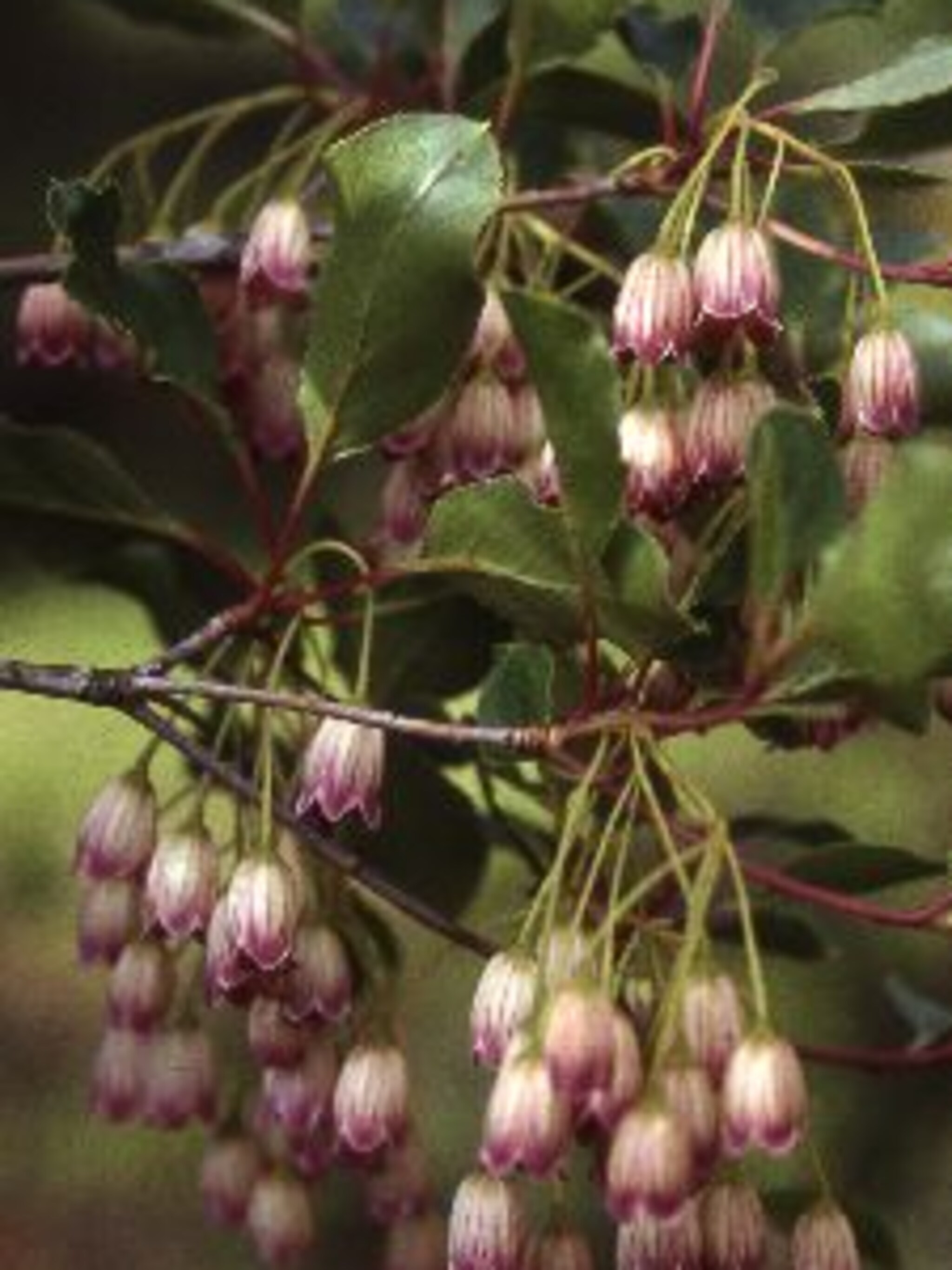 enkianthus
