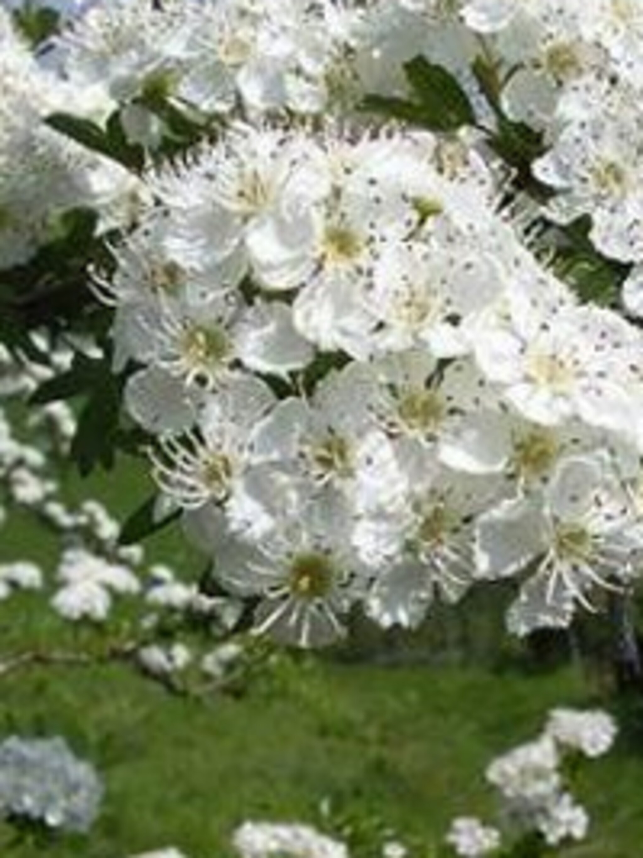 meidoorn crataegus monogyba