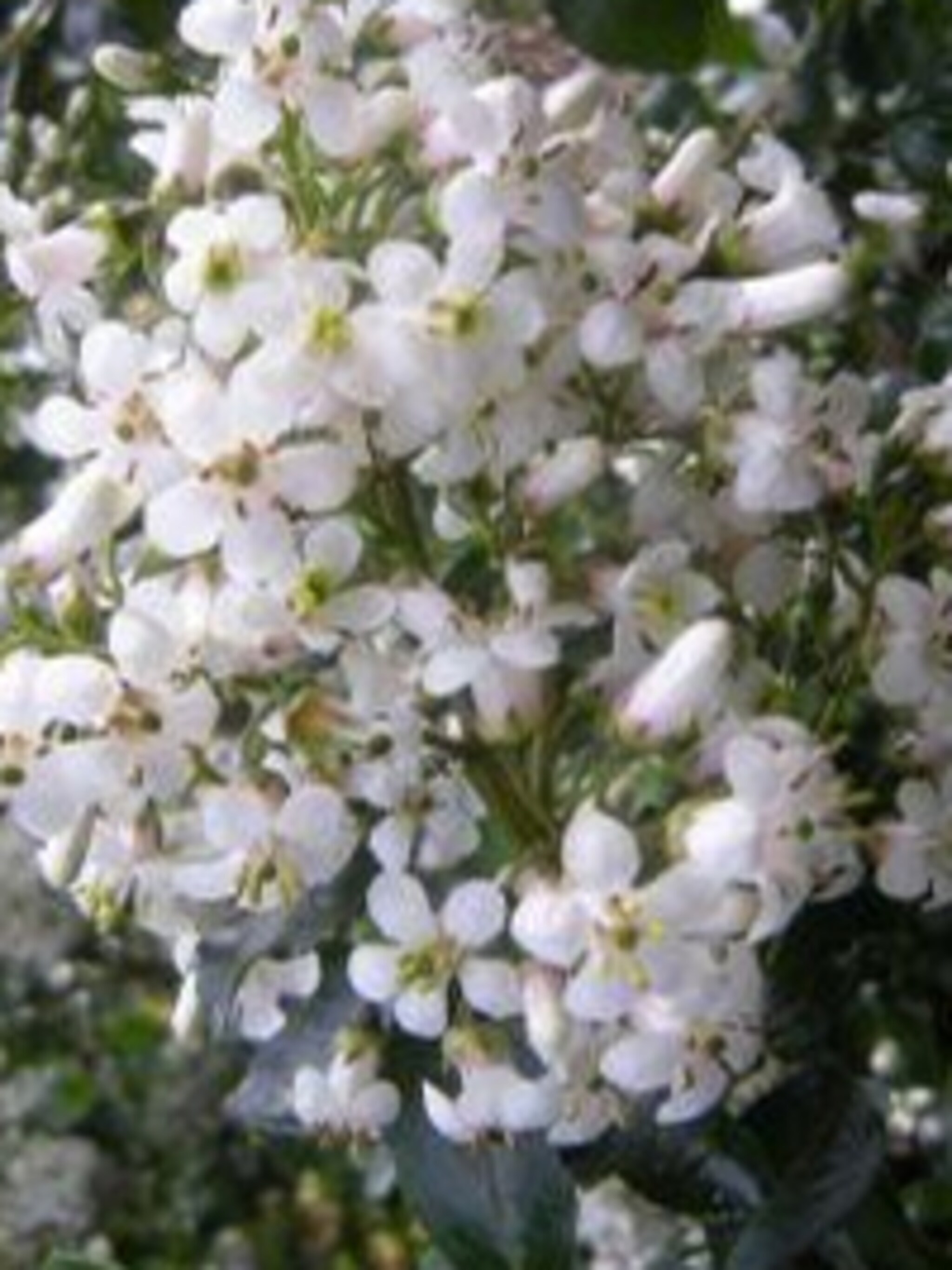 escallonia iveyi