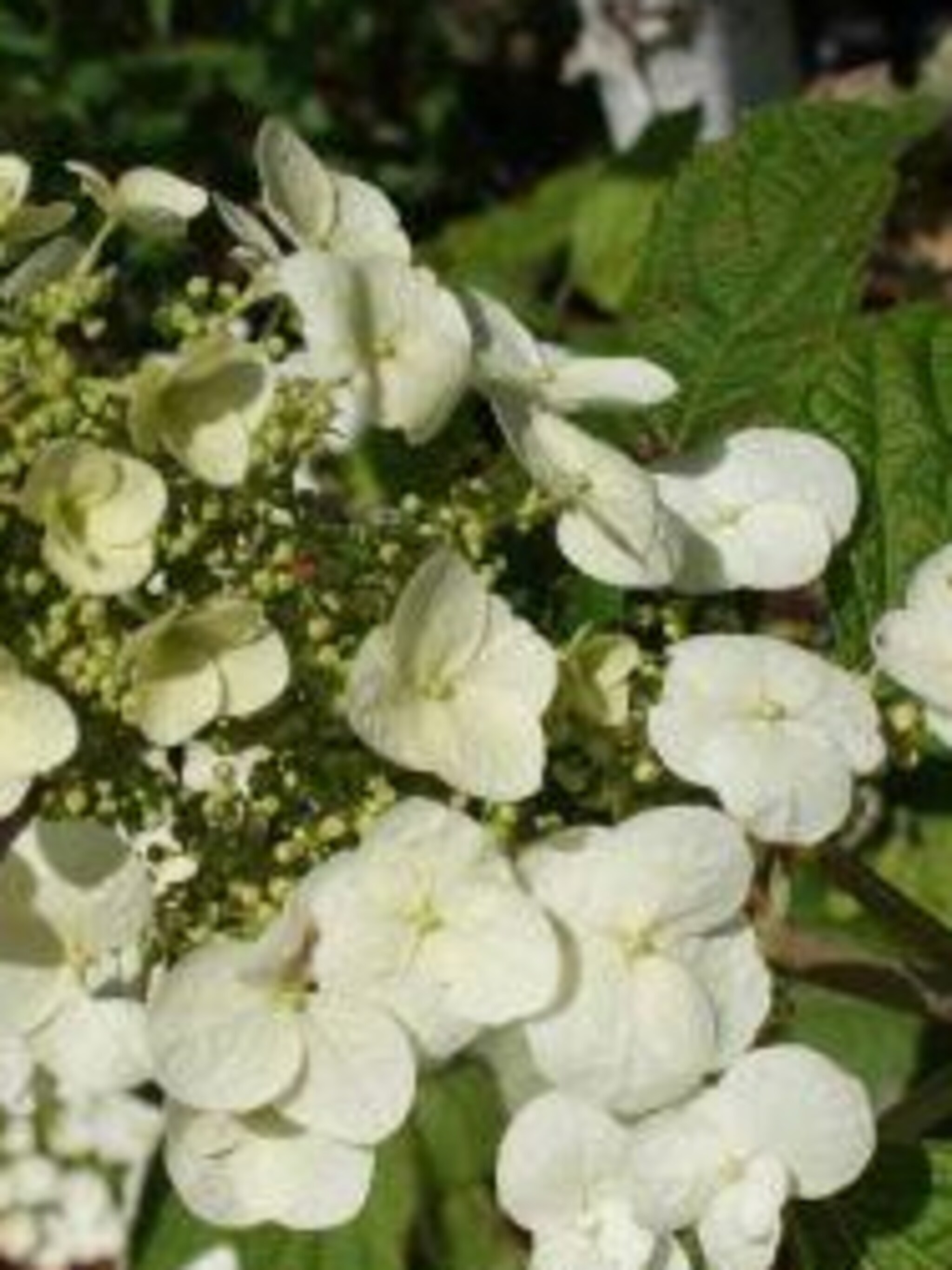 eikenbladhortensia flemygea