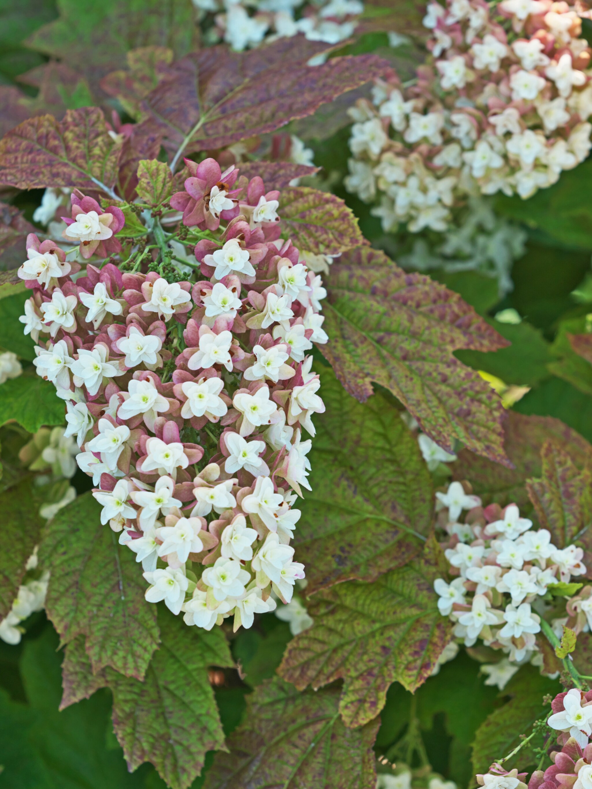 eikenbladhortensia hydrangea quercifolia