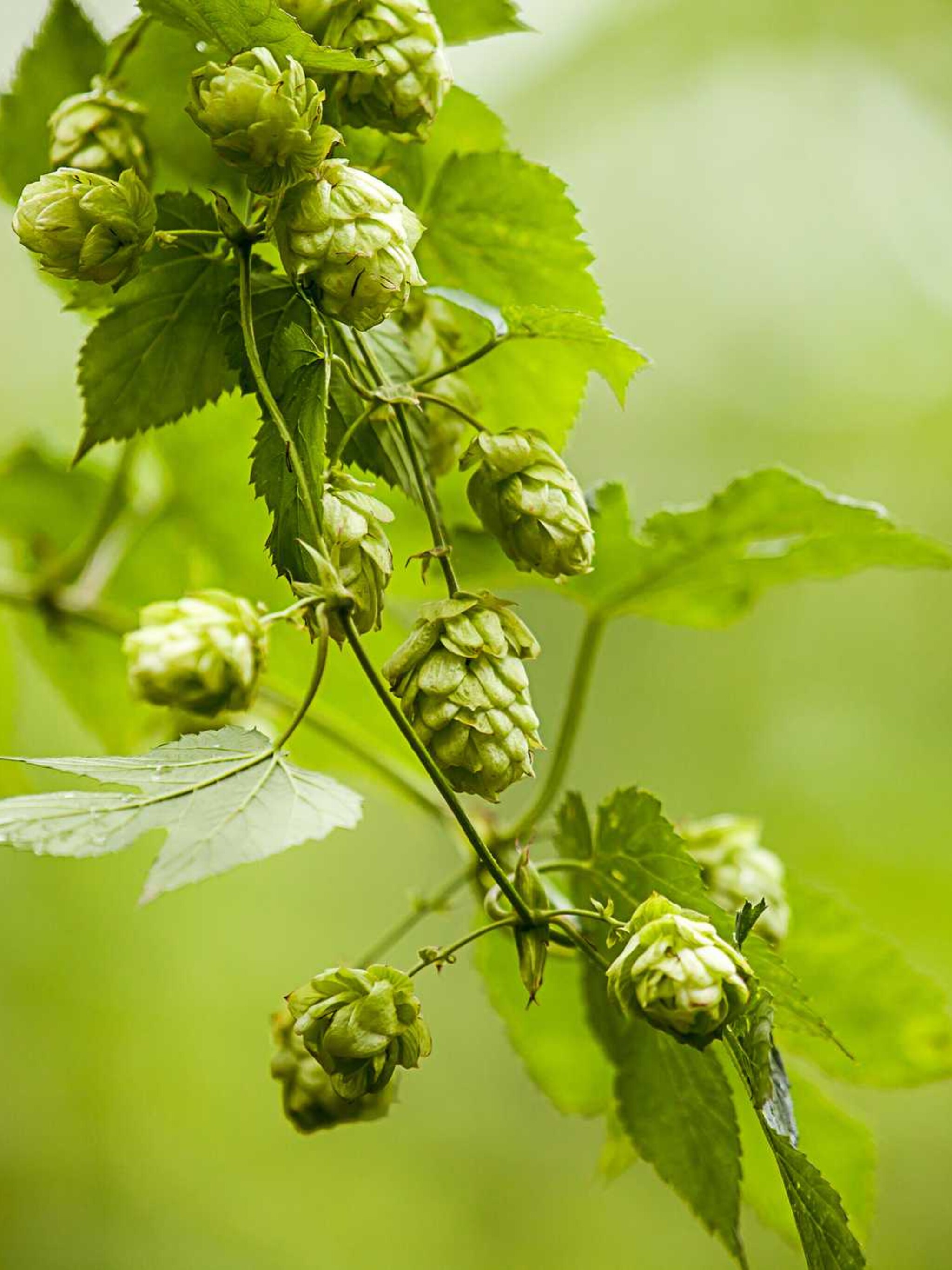 hop humulus lupulus