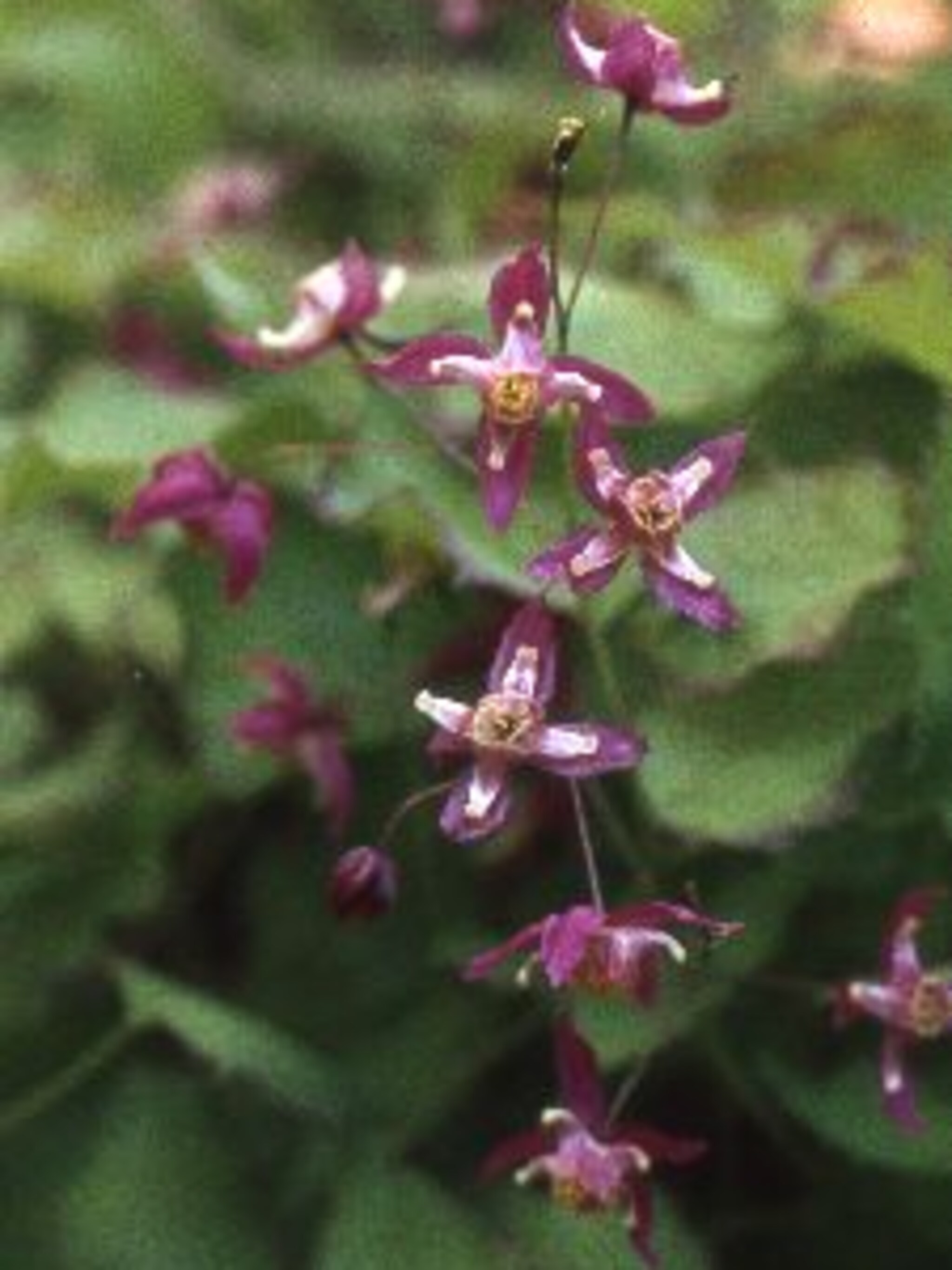 elfenbloem rubrum
