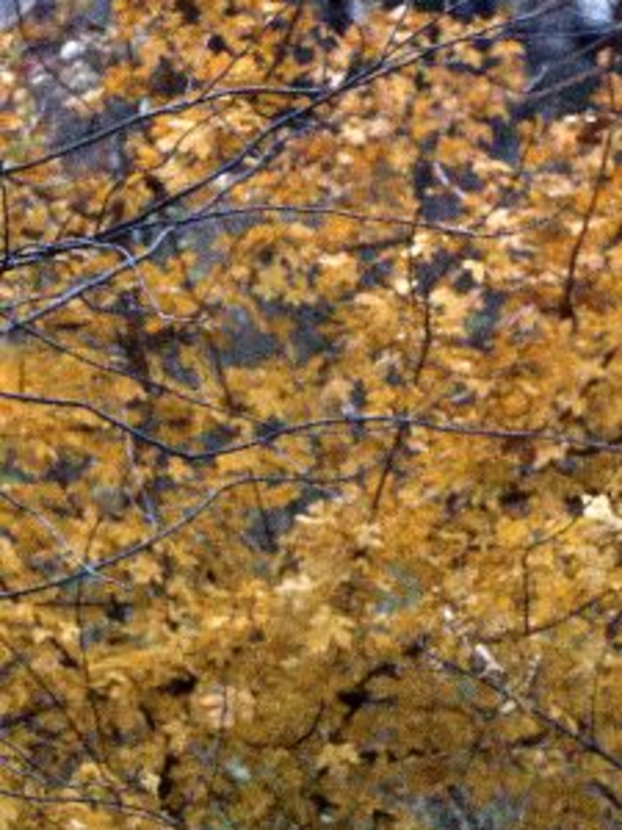 veldesdoorn acer campestre