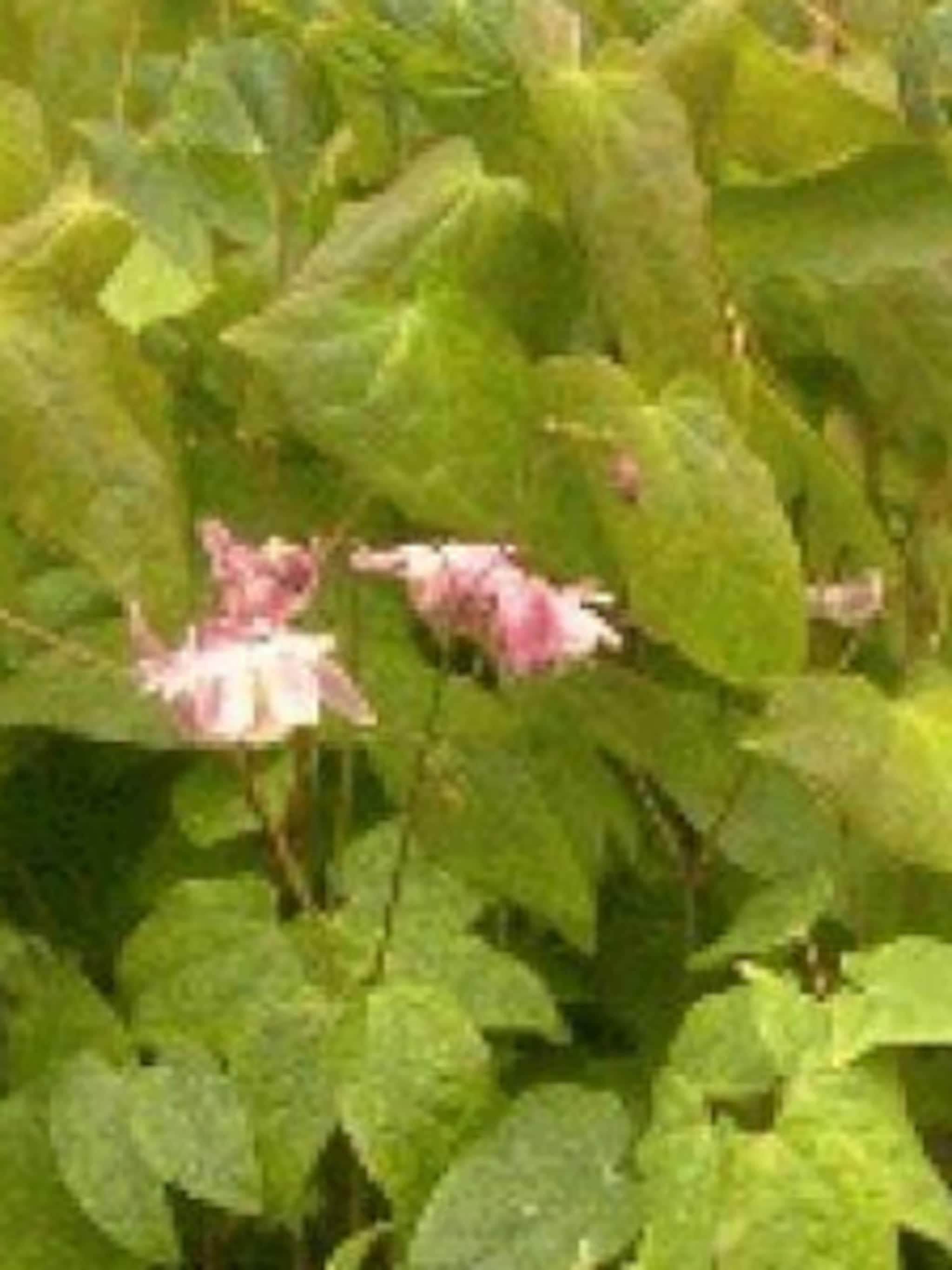 elfenbloem roseum