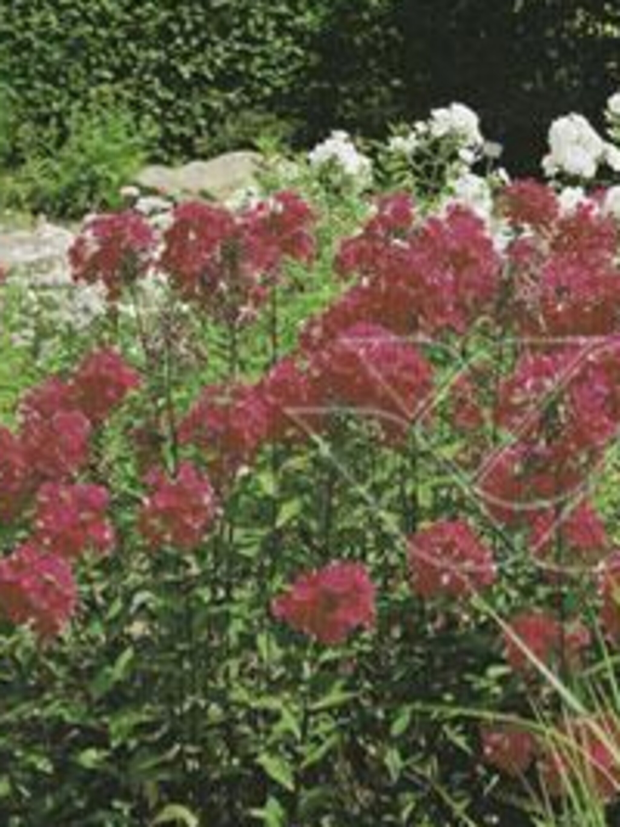 floks phlox paniculata groep